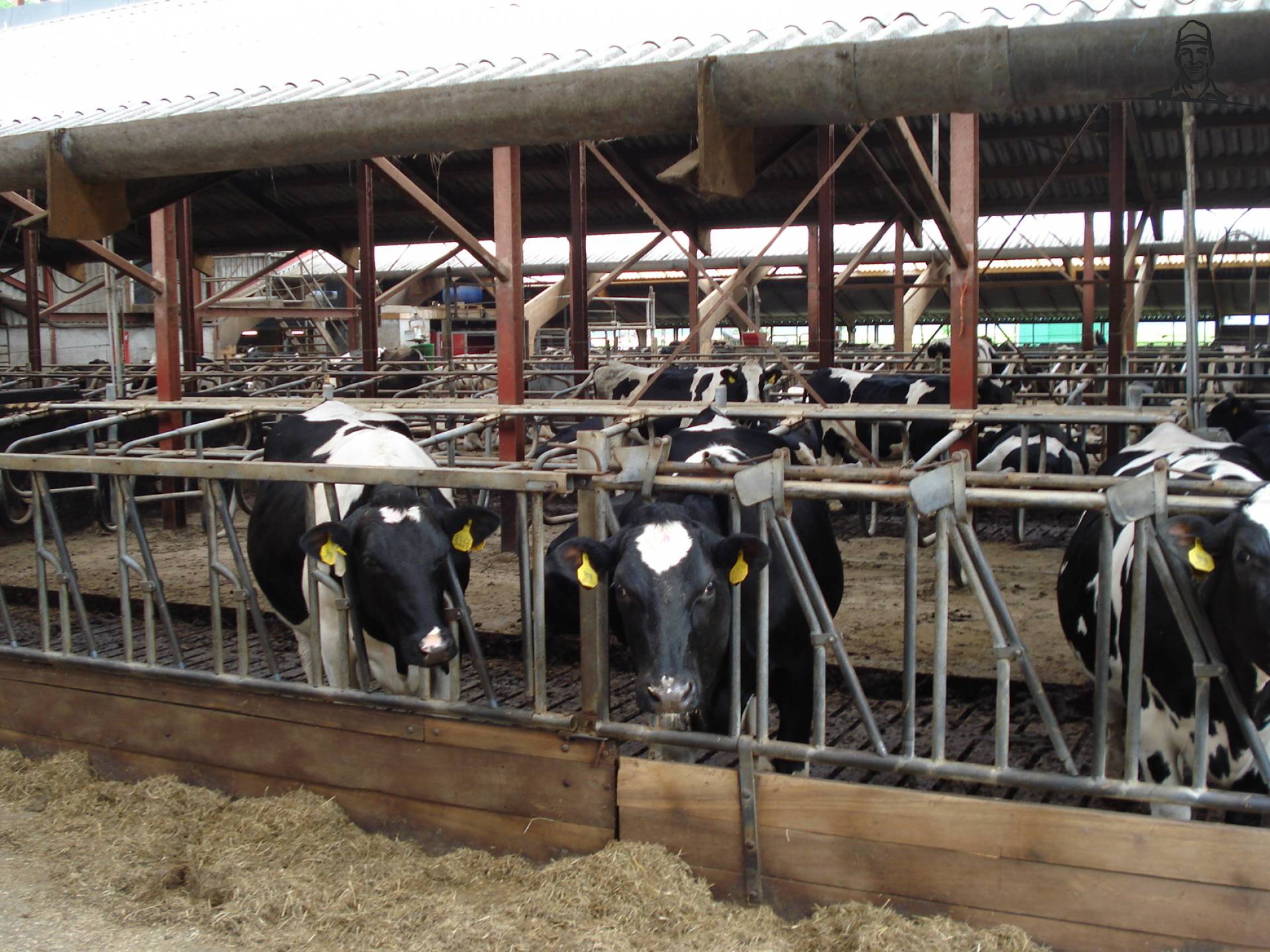 Pinken + Vaarzen van kaampsje