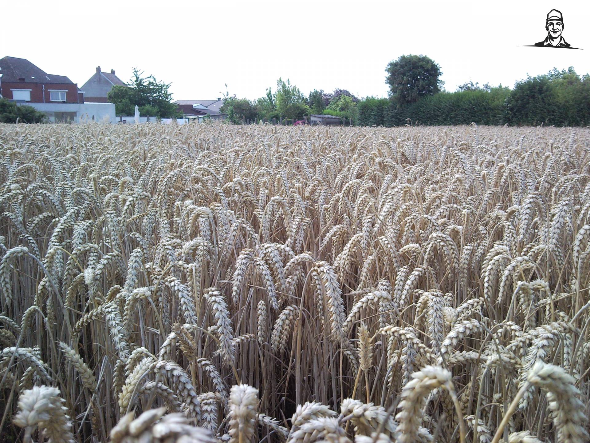 graan van Renaultman