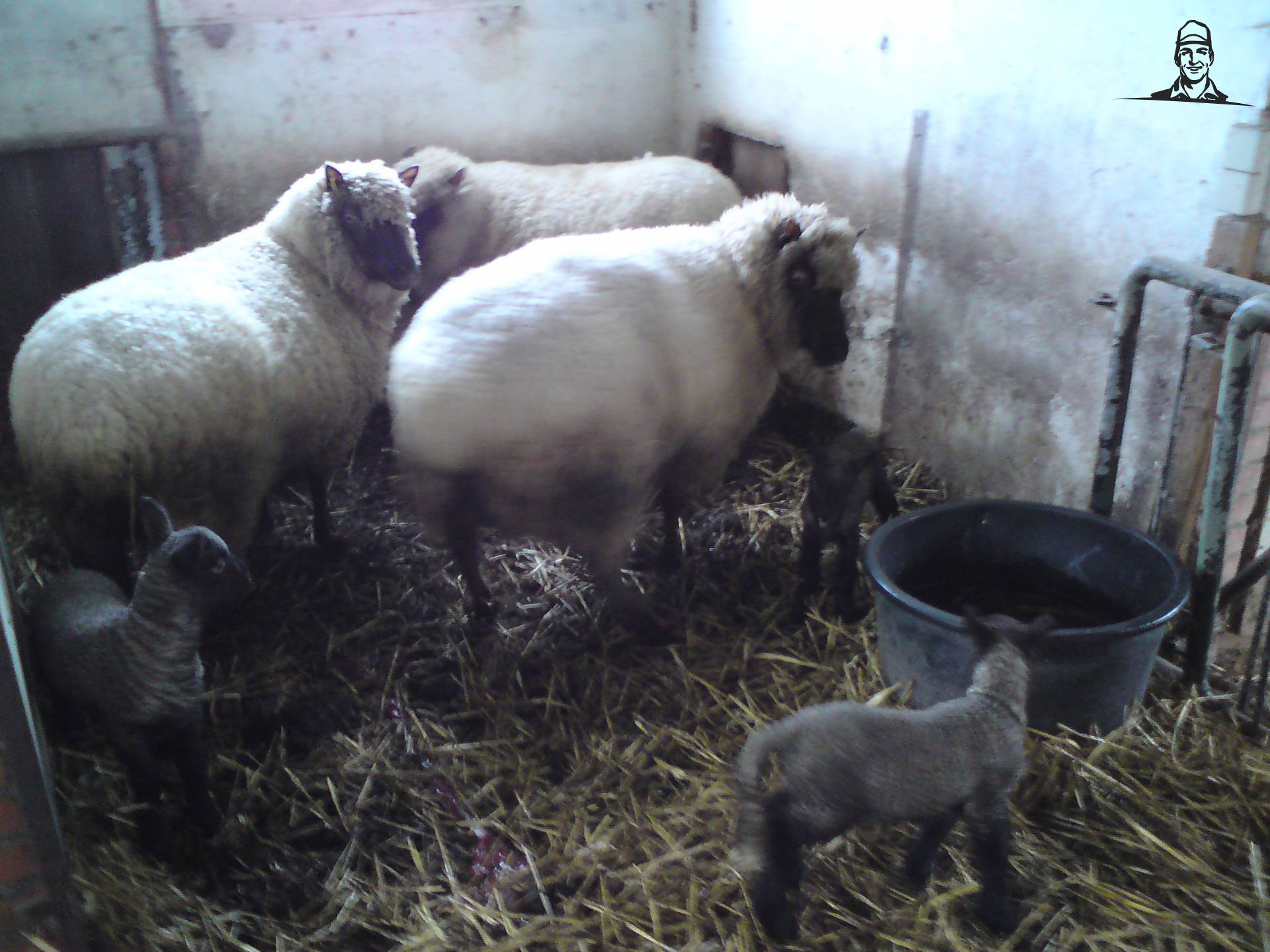 schapen van claasenfendtfan