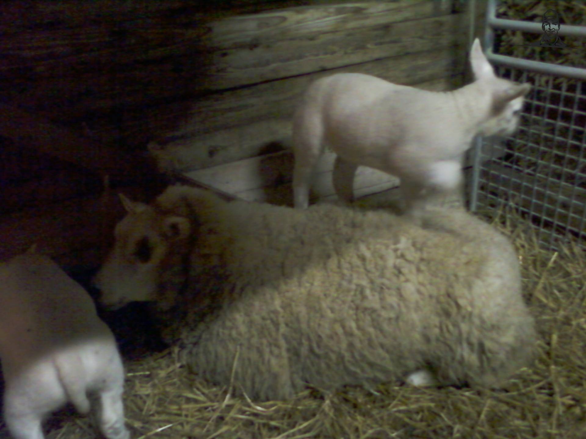 lammetjes van alhmann-johndeere