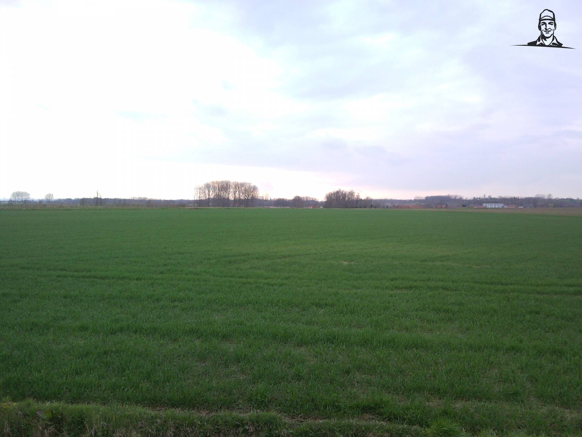 tarwe van Renaultman