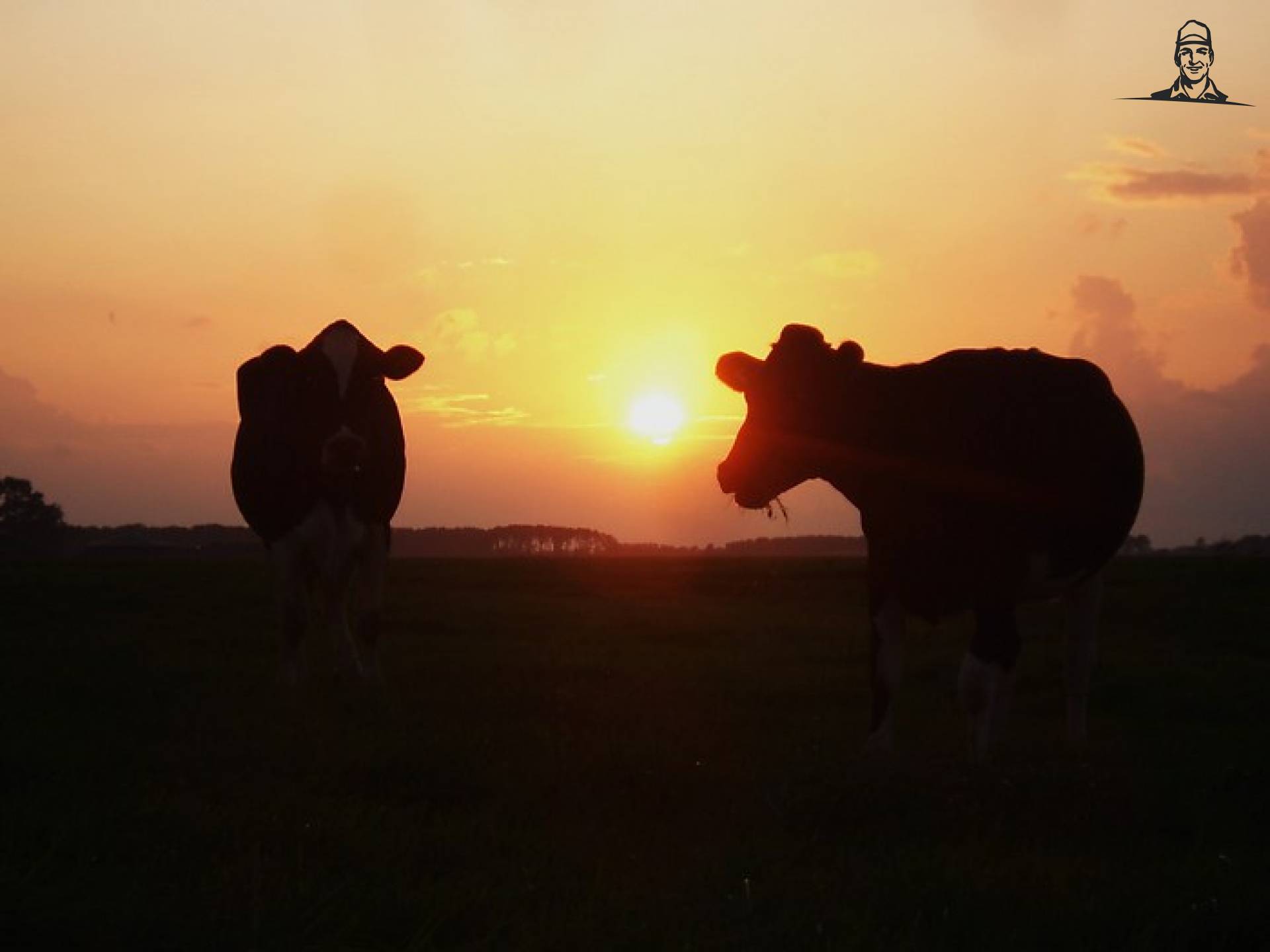 Koeien bij de zonsondergang van Ellie
