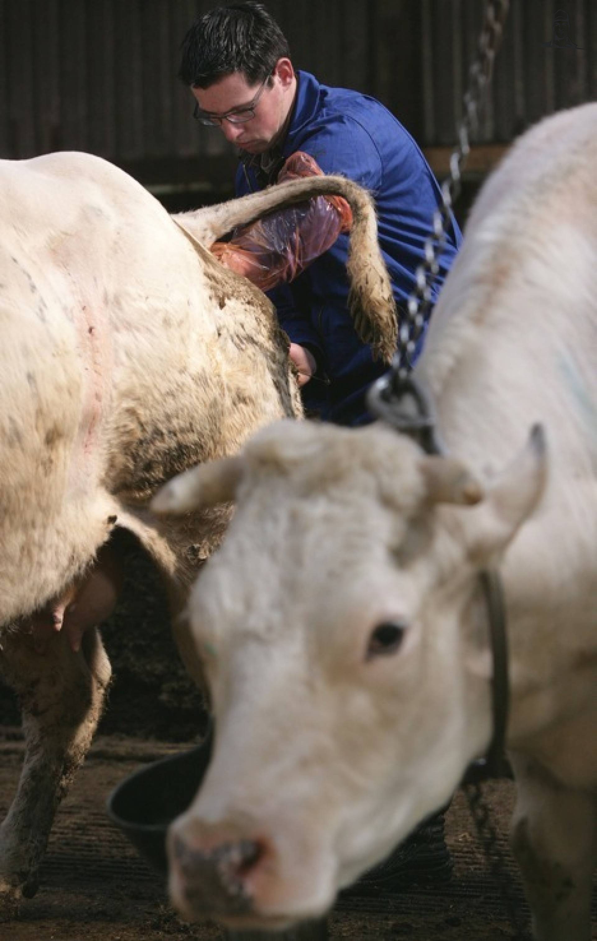 ki cursus van melkveehouder