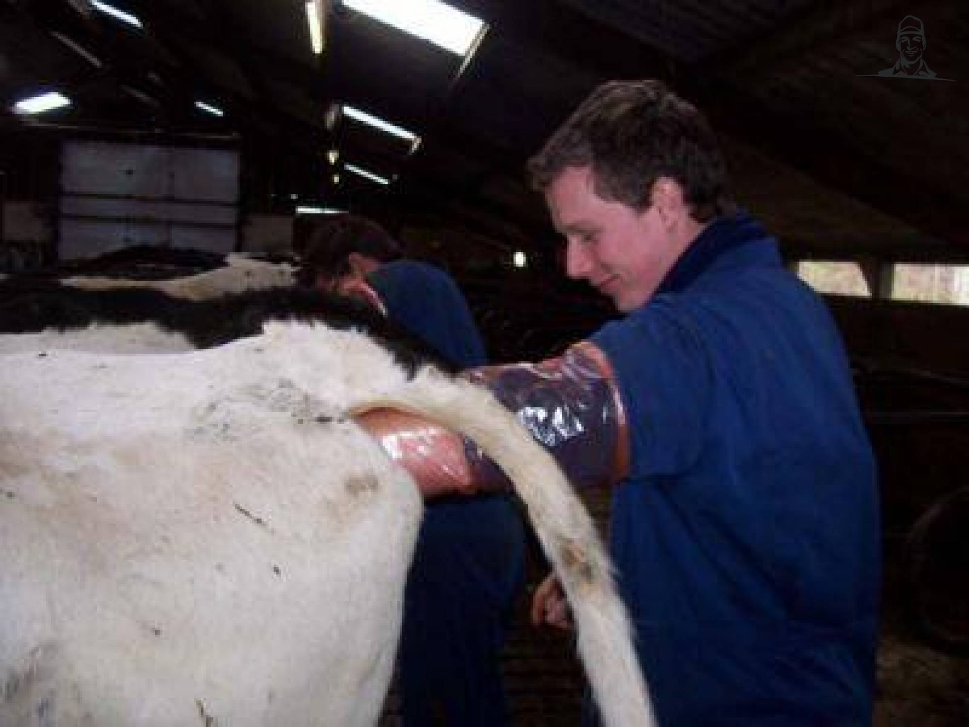 opvoelen van melkveehouder