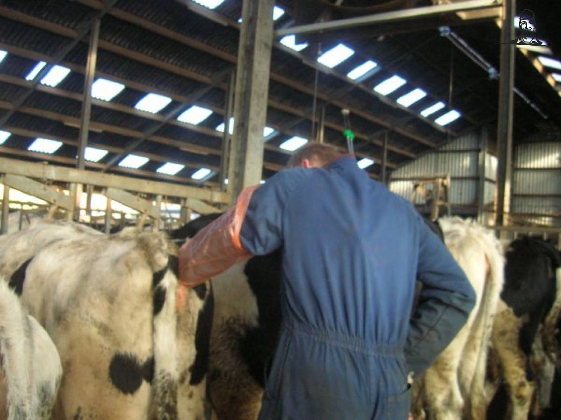 ki van melkveehouder