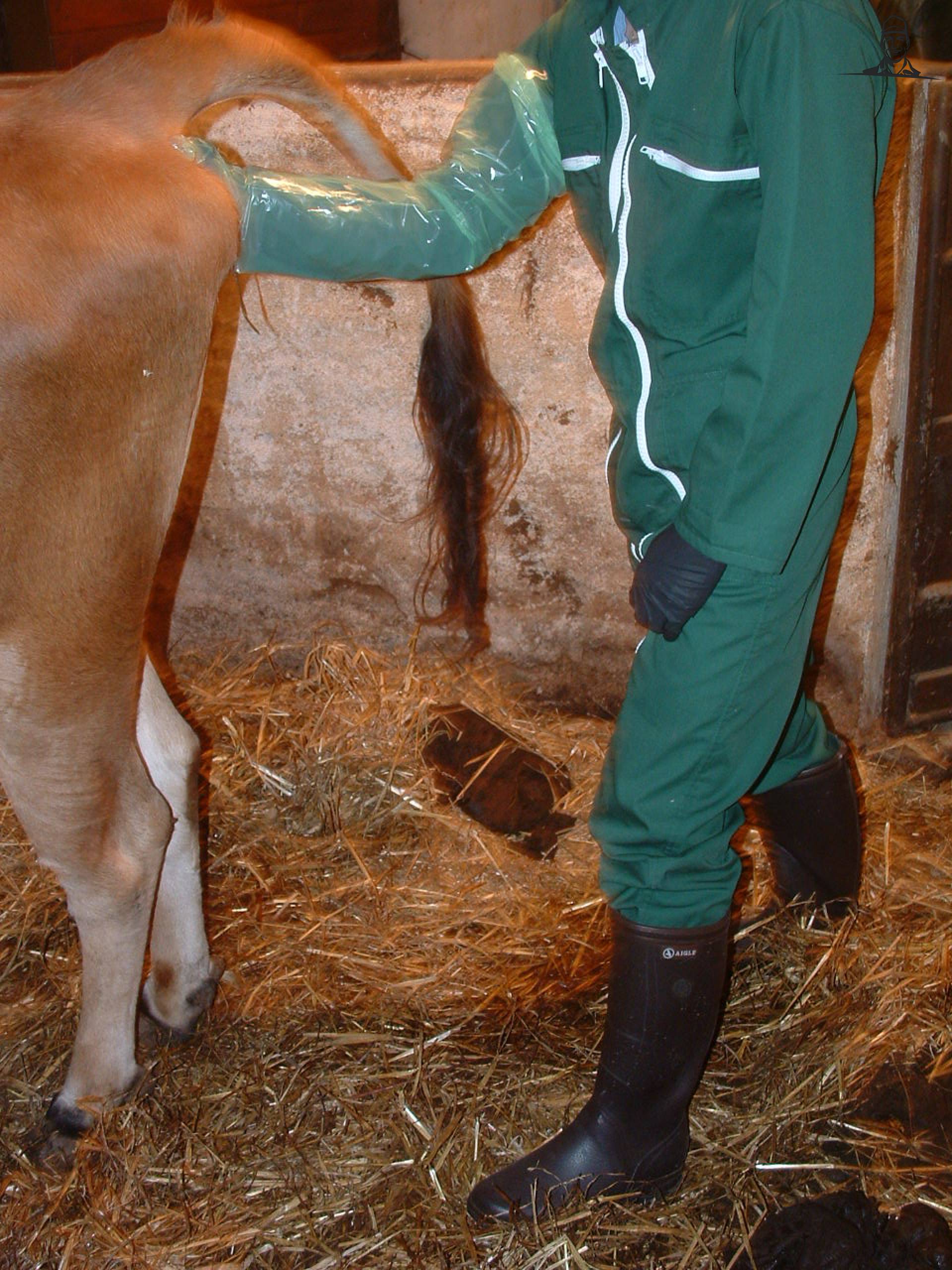 opvoelen van melkveehouder