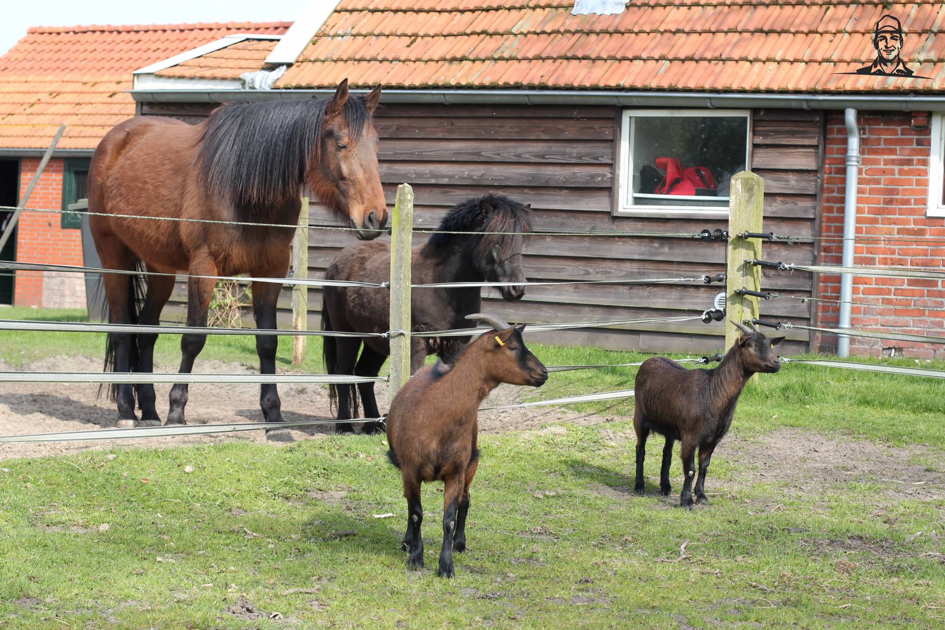 Paard, pony en geiten van Tinus