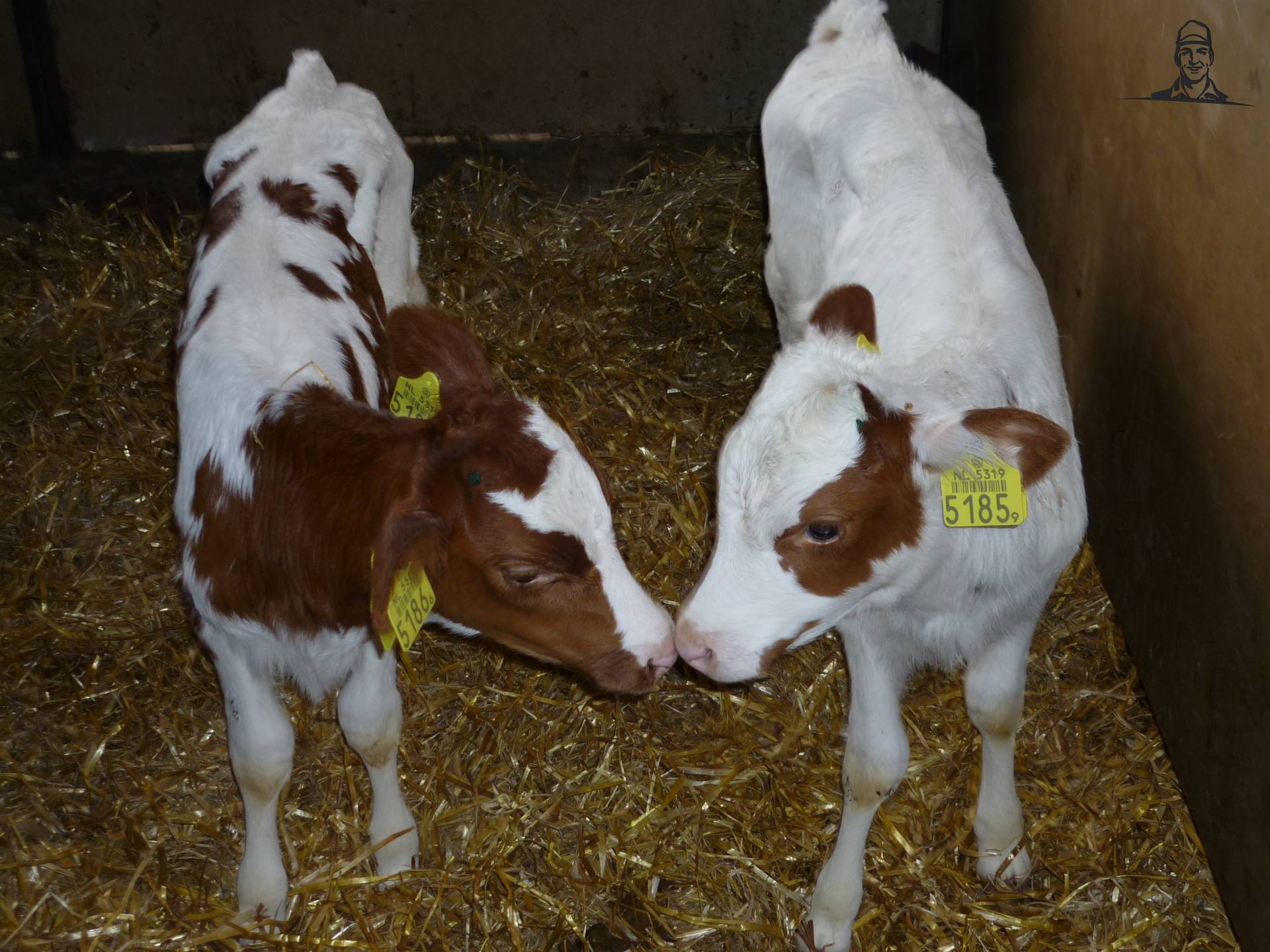 Tweeling dochters van onze 100.000 liter koe van Fendt-tom