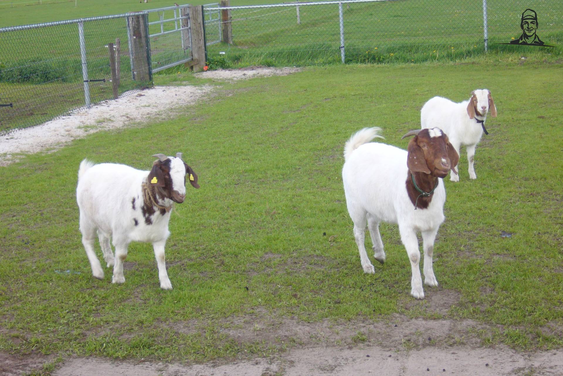 mijn geiten van dexta59