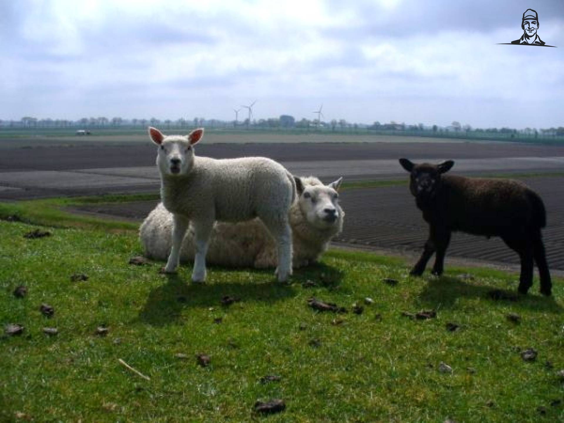 schapen op de dijk van Ellie