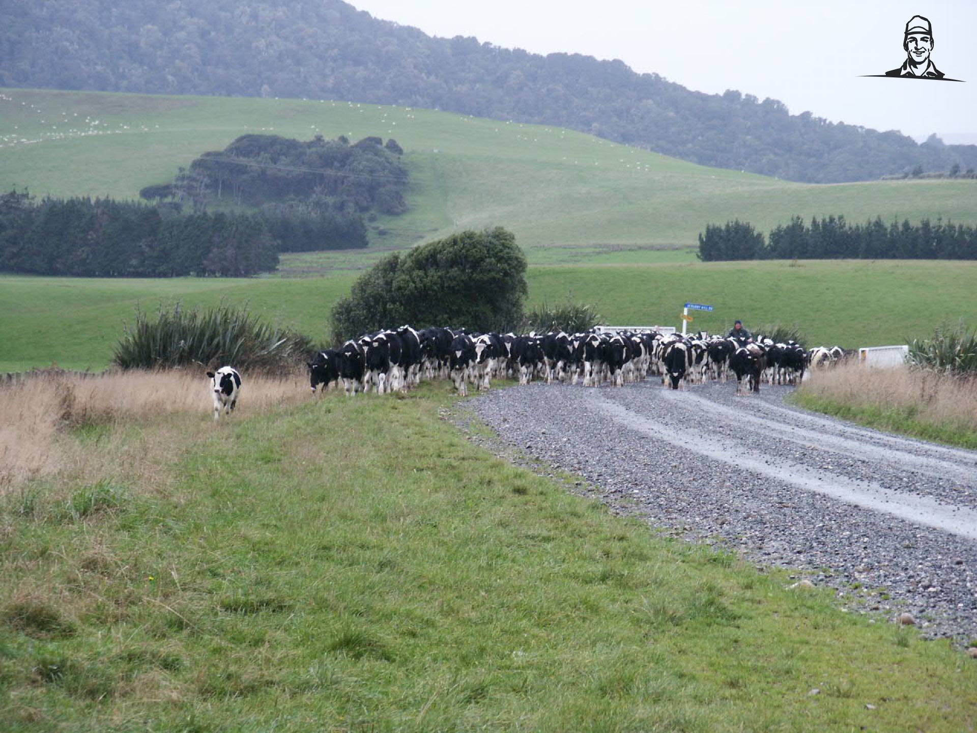 Cattle in Catlins van Quickfeed