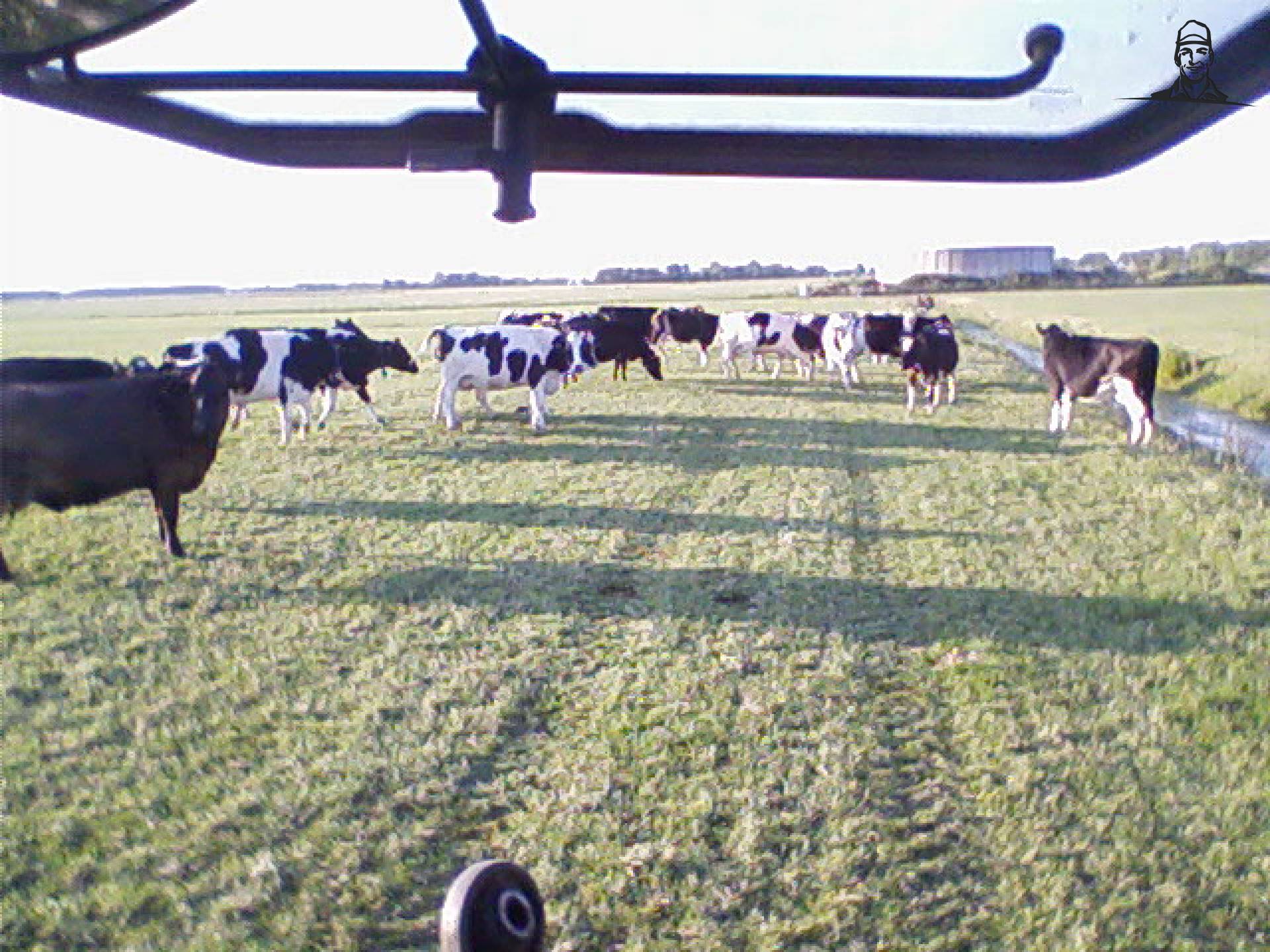 koeien stonden raar te kijken toen er een koe in de sloot zat van eelko