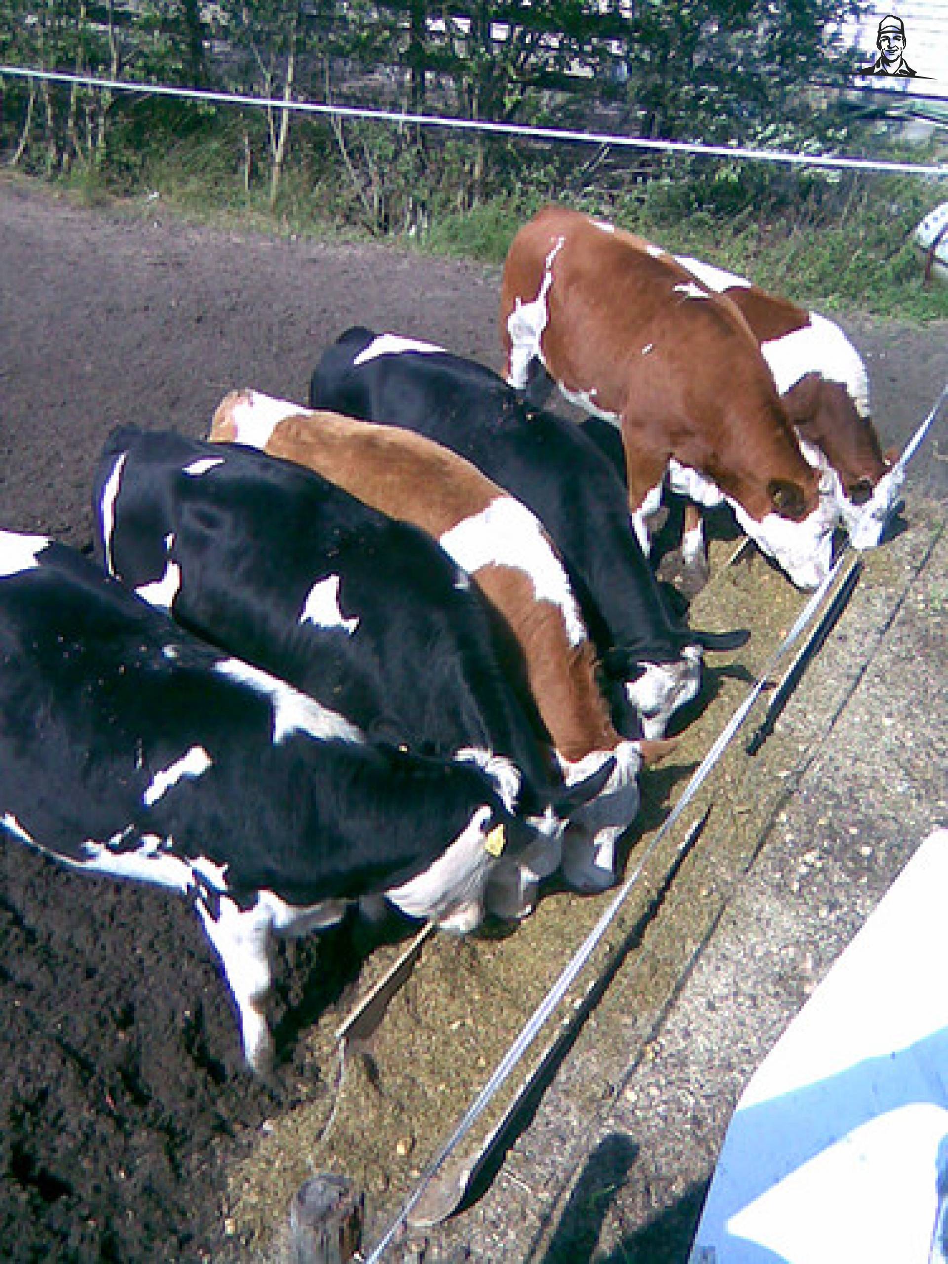 de pinkie's van janhenk