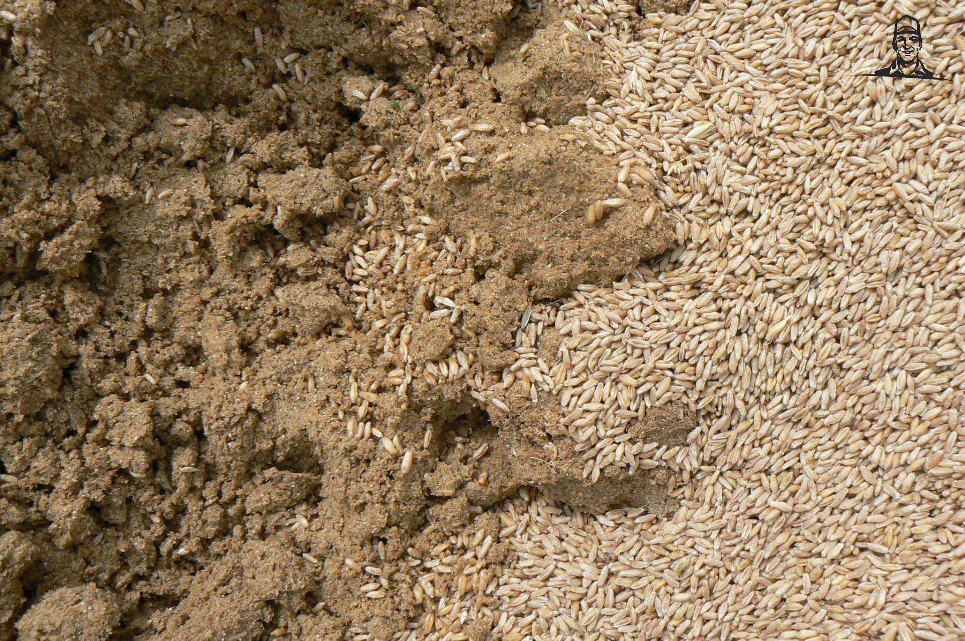 draf en triticale van jefke