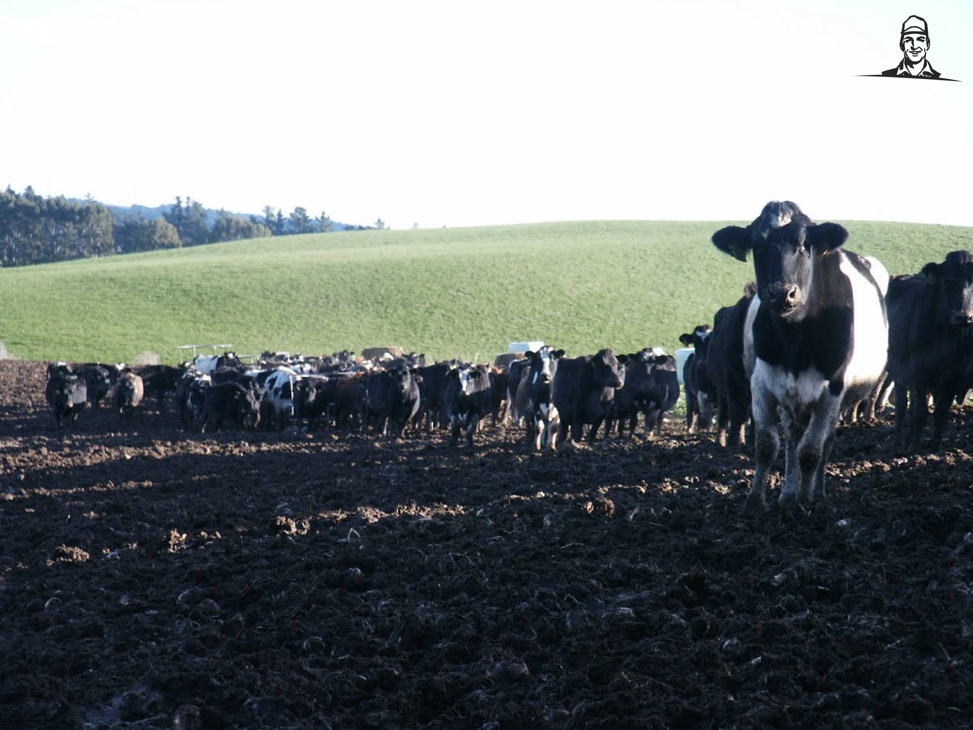 Winter/Calving van Quickfeed