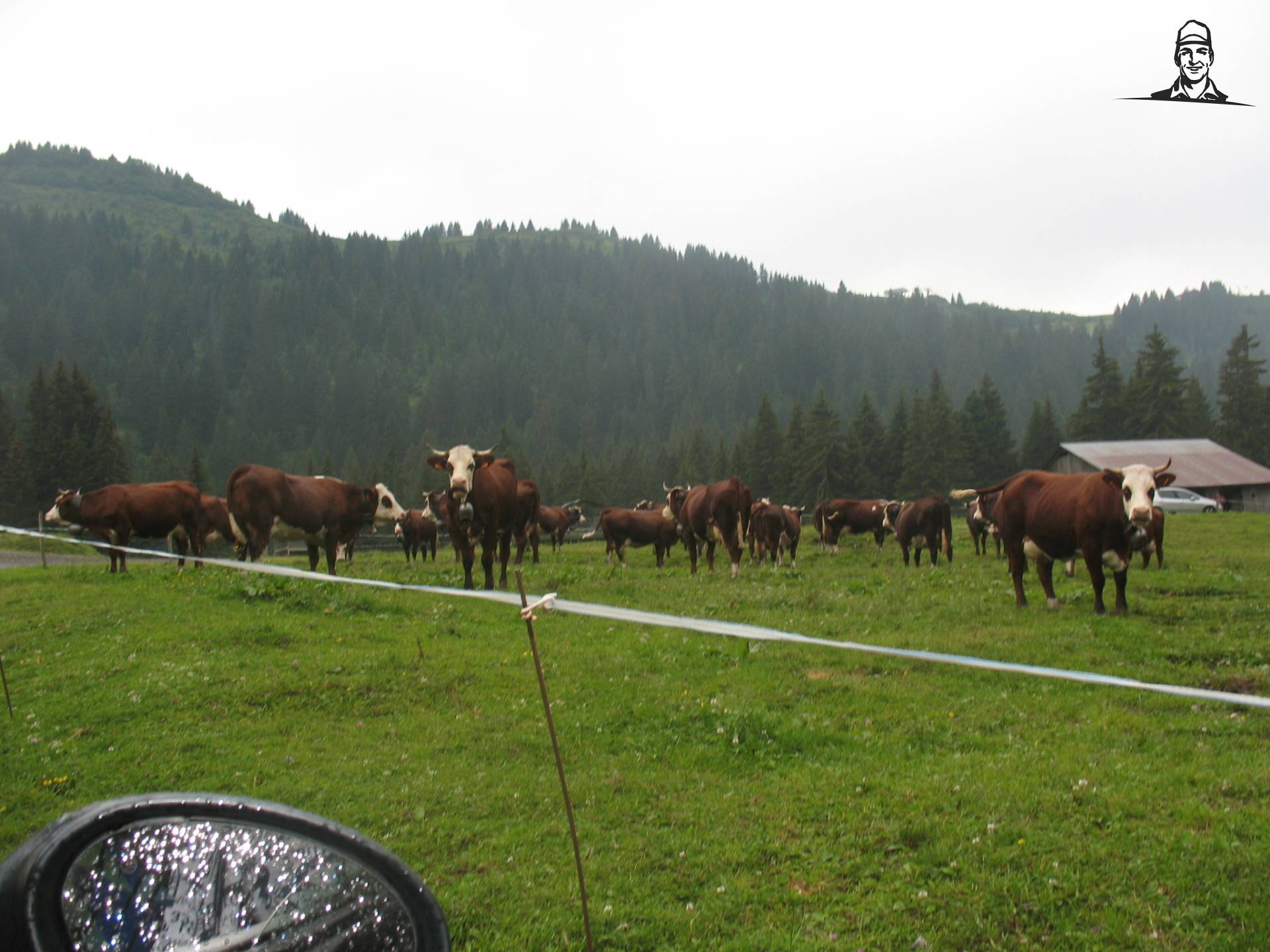 Koeien op de berg in Frankrijk van staaf