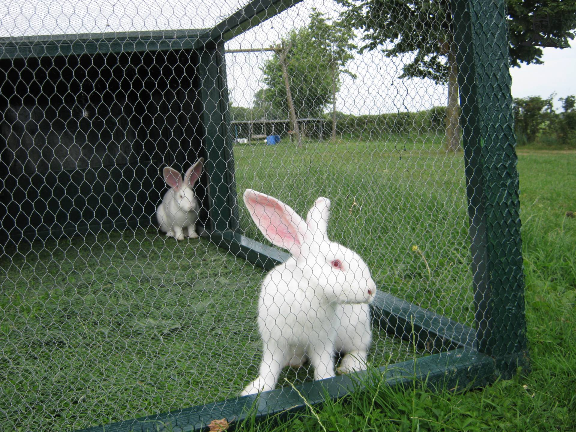 mijn konijn van JaspervantOever