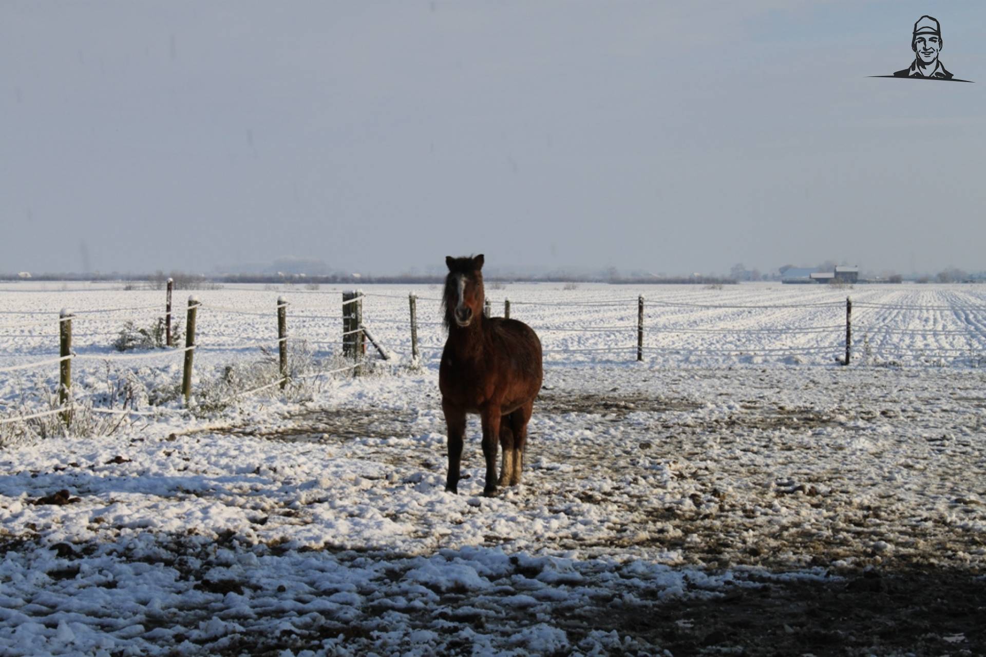 paard in de sneeuw van alfredo