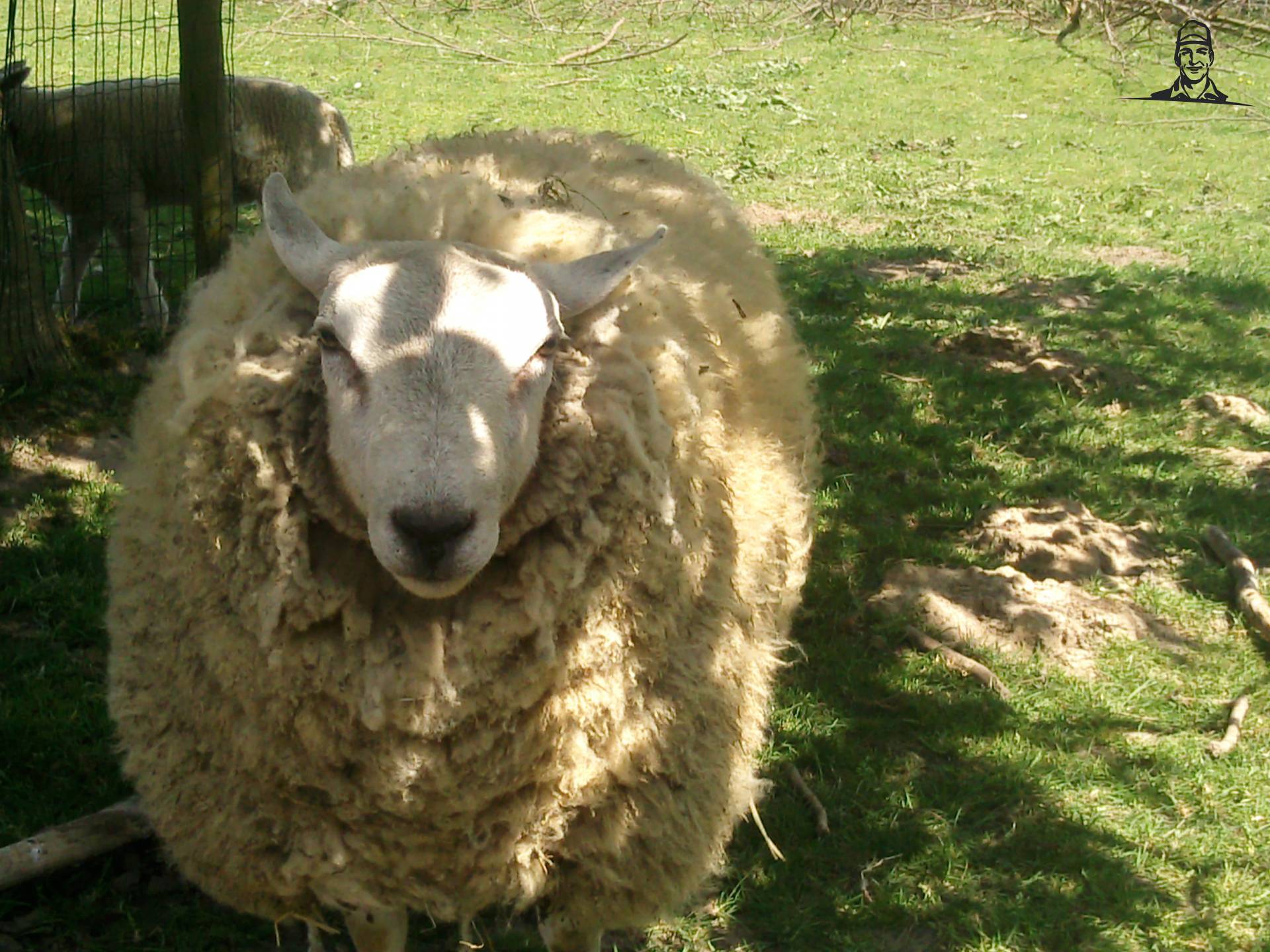 schapenbok van Renaultman