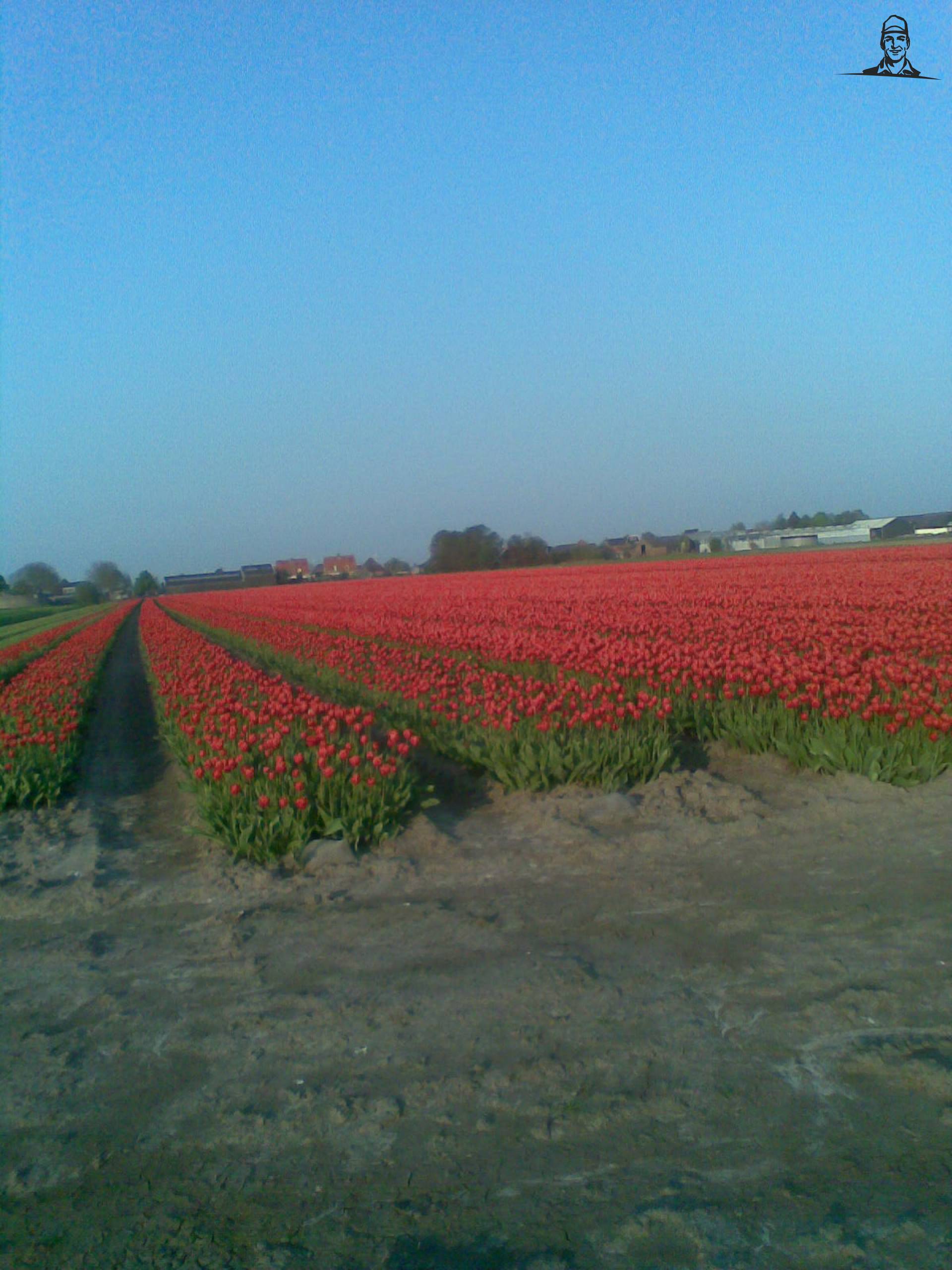 tulpen van t6030power