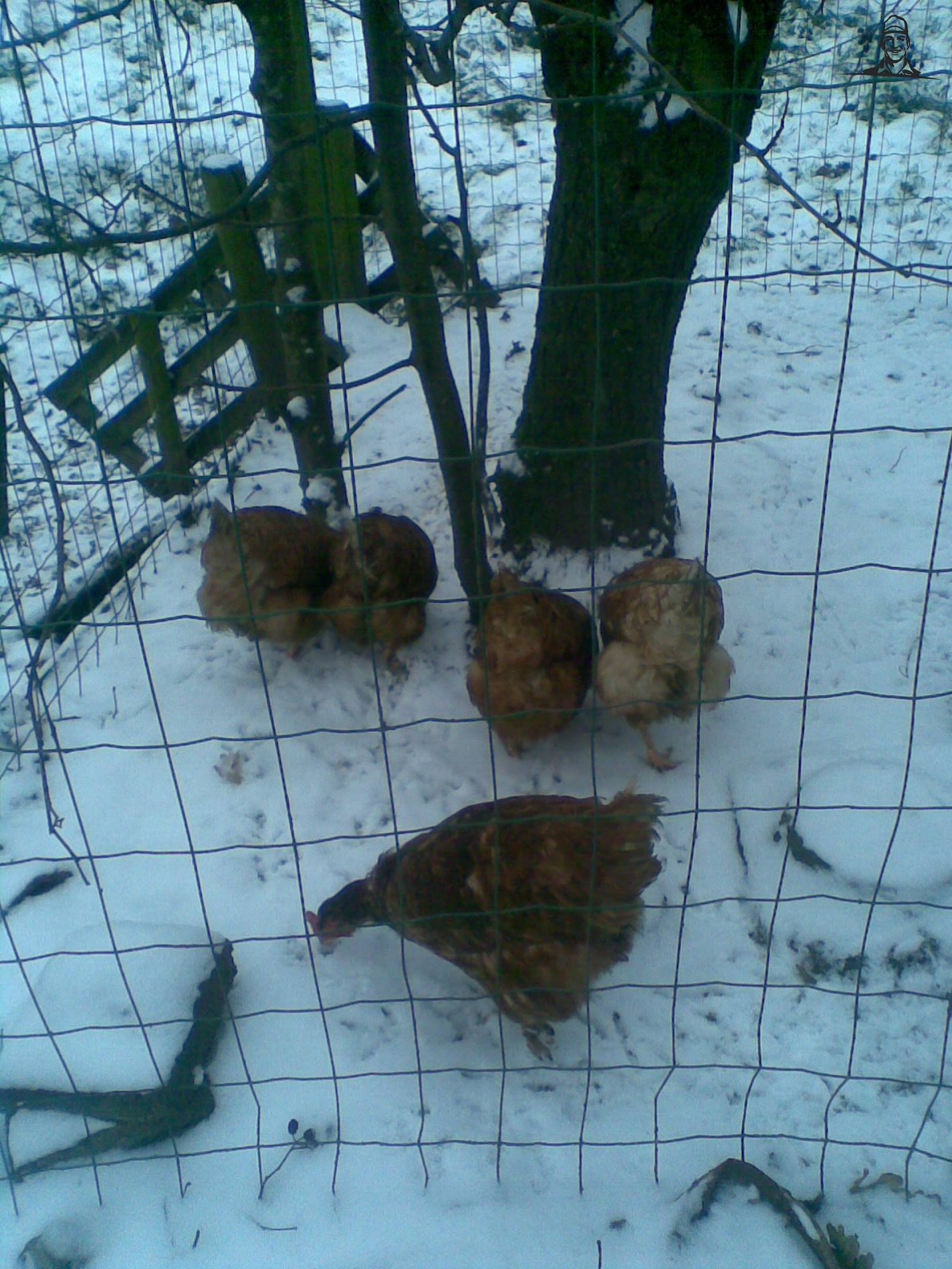 kippen in de sneeuw van t6030power
