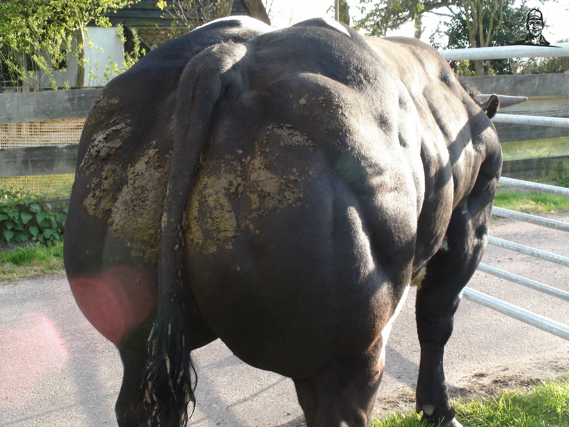 Zwartbonte dikbil van Grasbaal