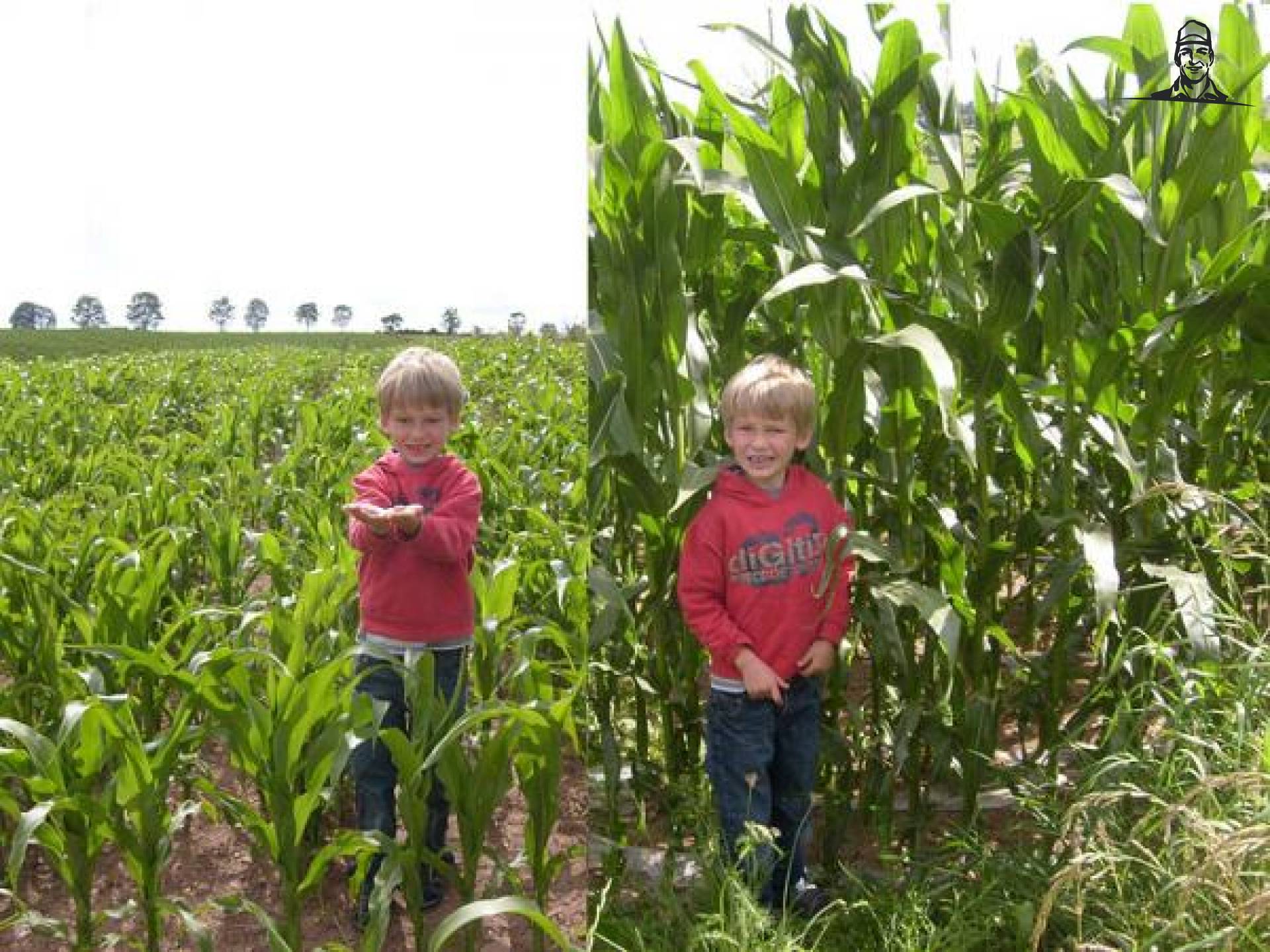 Rechts mais onder folie, links op dezelfde dag gezaaid door een boer verderop van Grasbaal