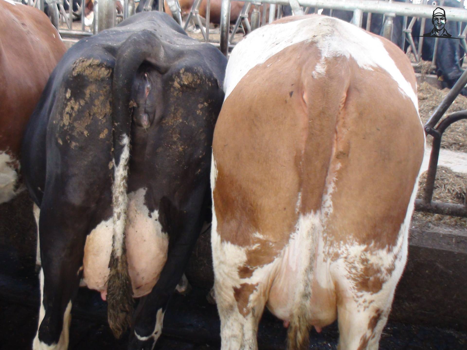 Fleckvieh en Holstein rug aan rug van Grasbaal