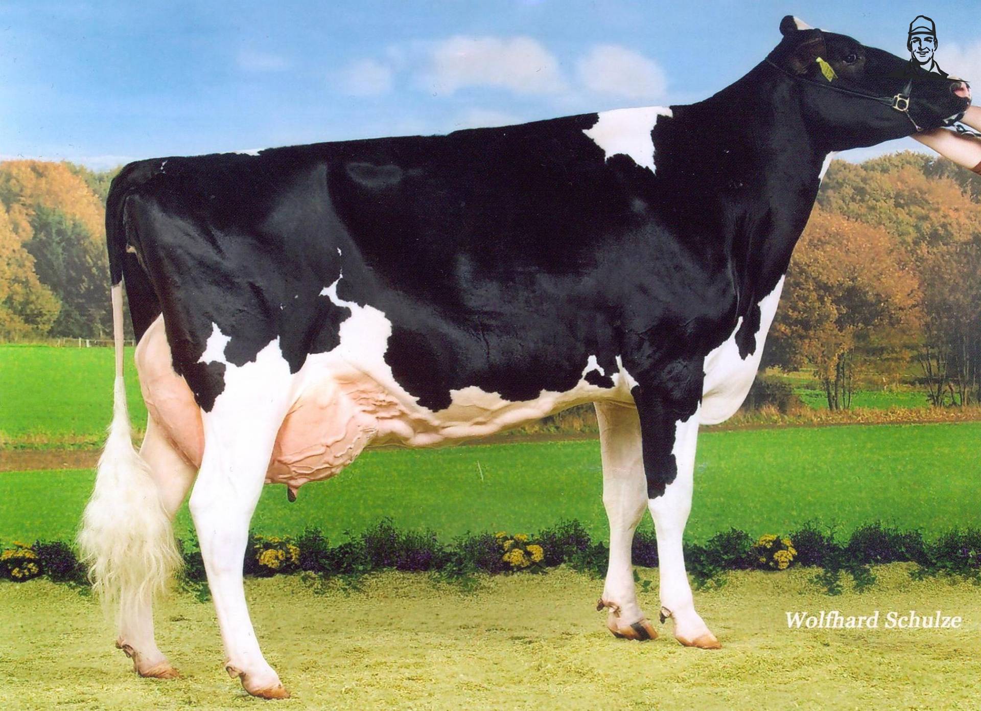 Dema  - v James van Grasbaal