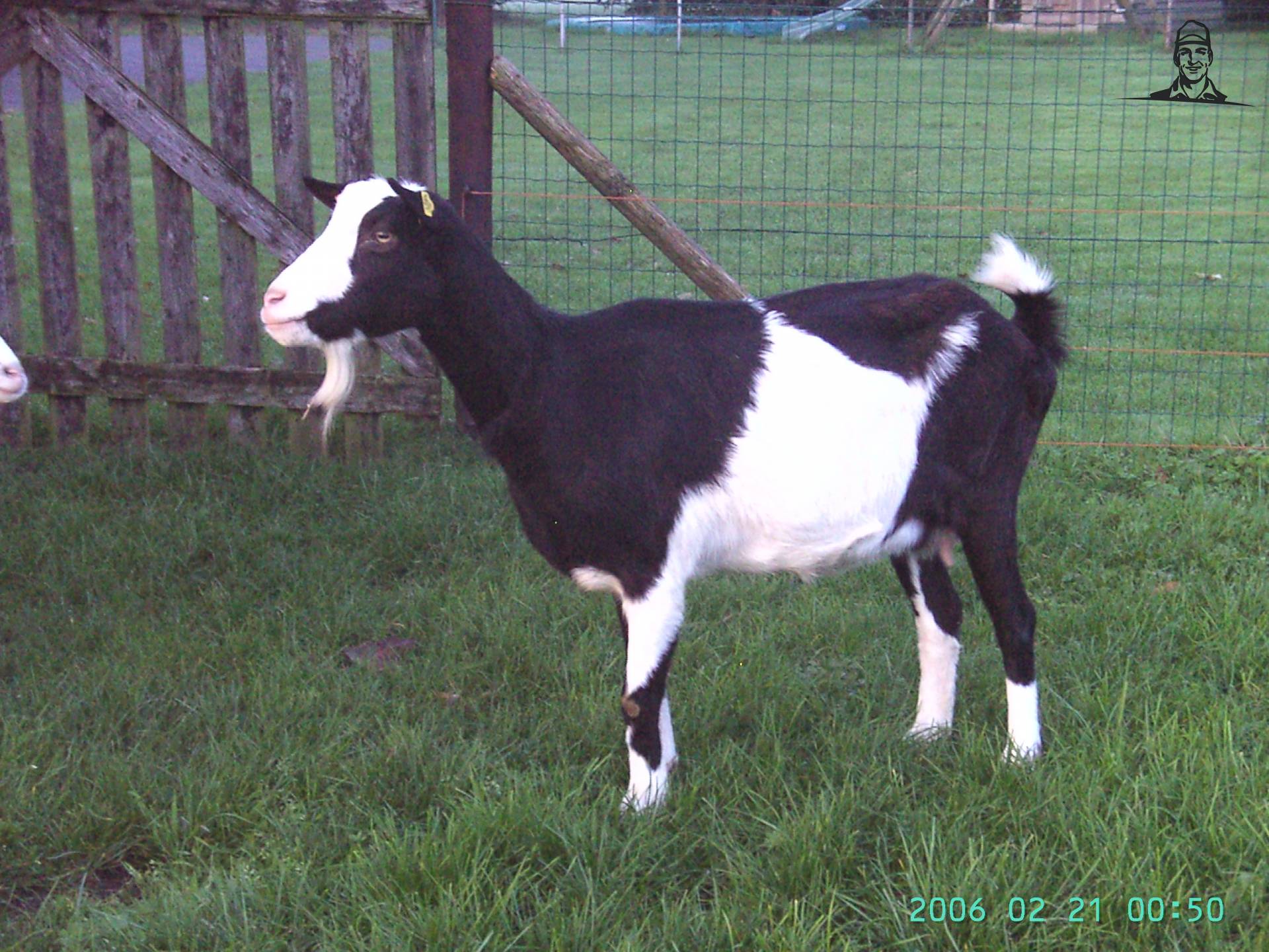 geiten van vroeger tot nu van marcford