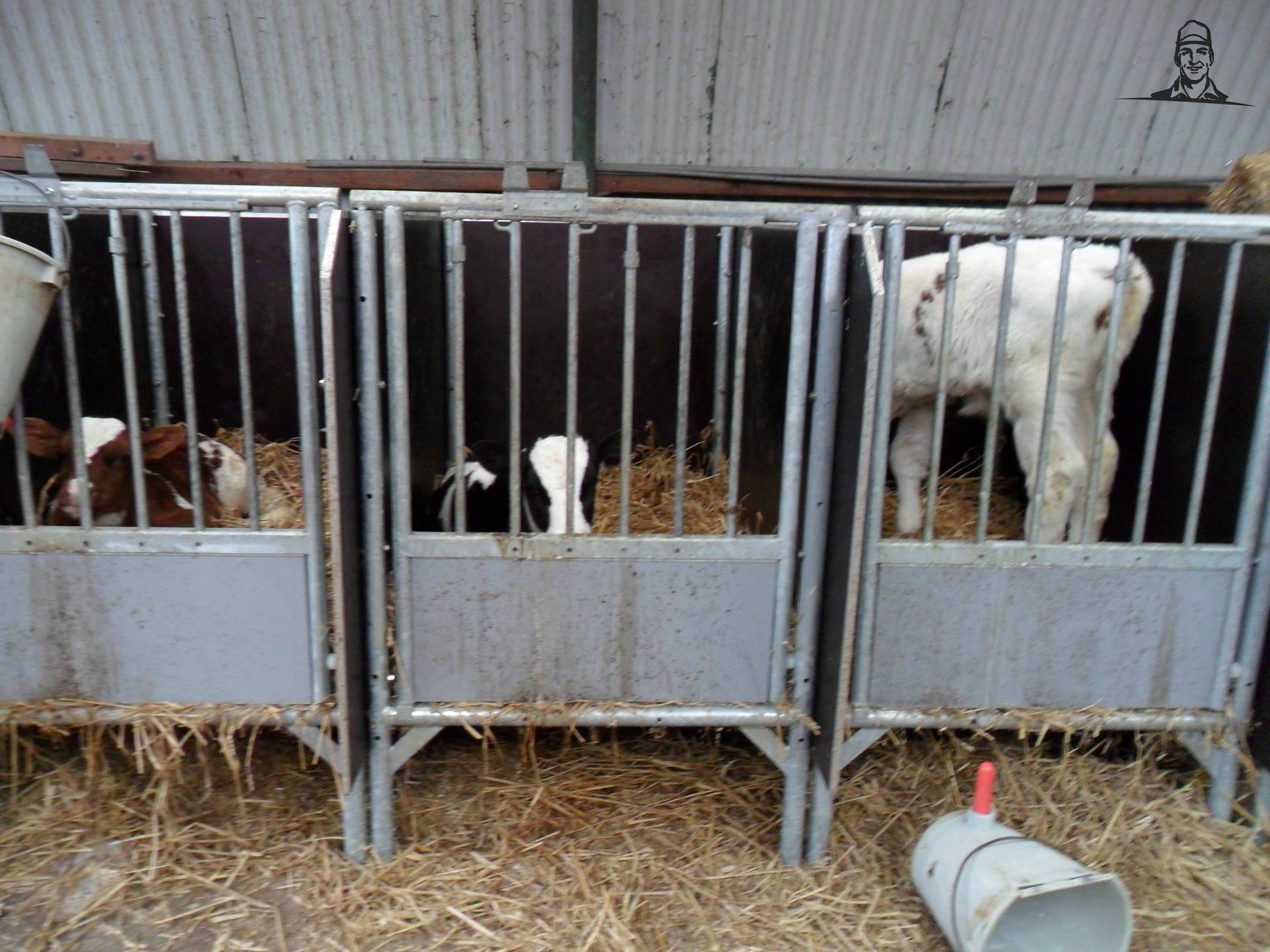 kalveren hokken van saartje_koe