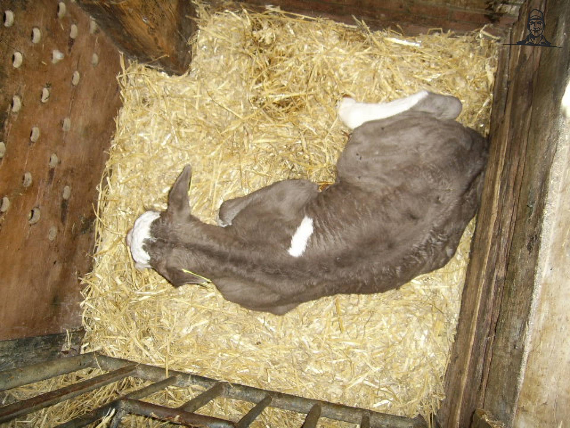 van af de hooi zolder van saartje_koe