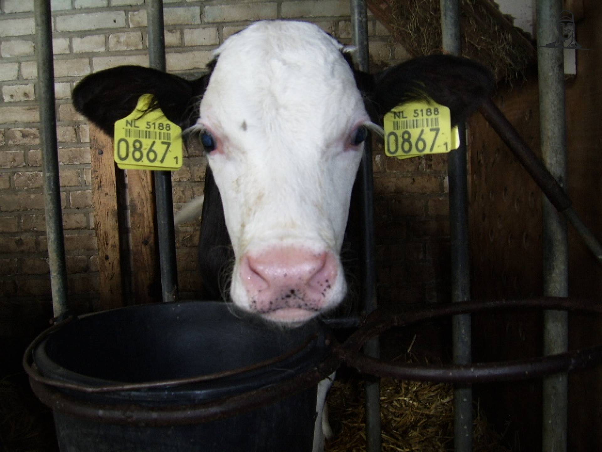 kalf van saartje_koe