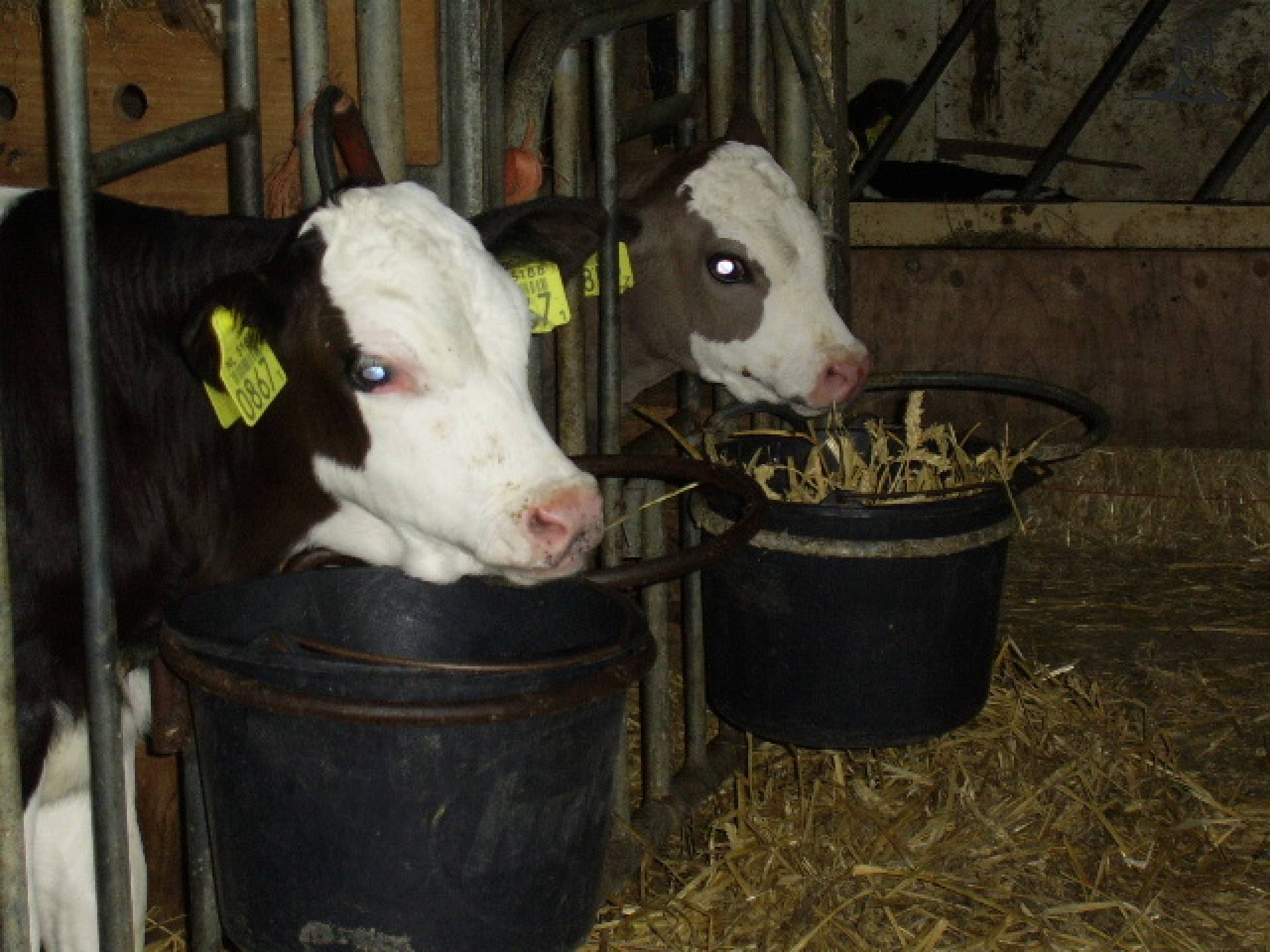 klafjes van saartje_koe