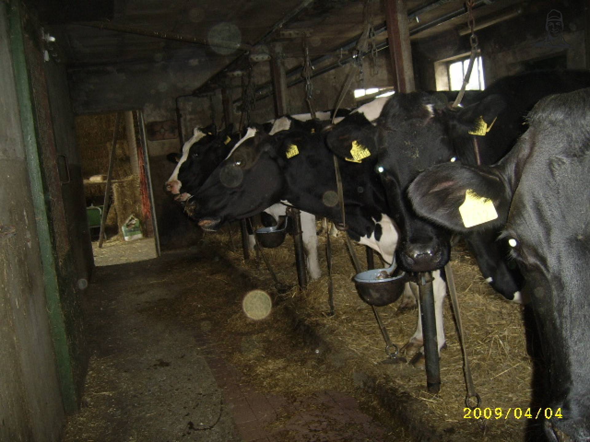 melk vee Zeeland van saartje_koe