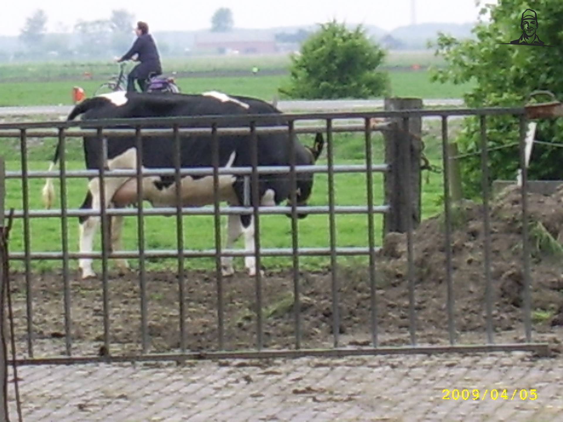 koe die moet afkalven van saartje_koe