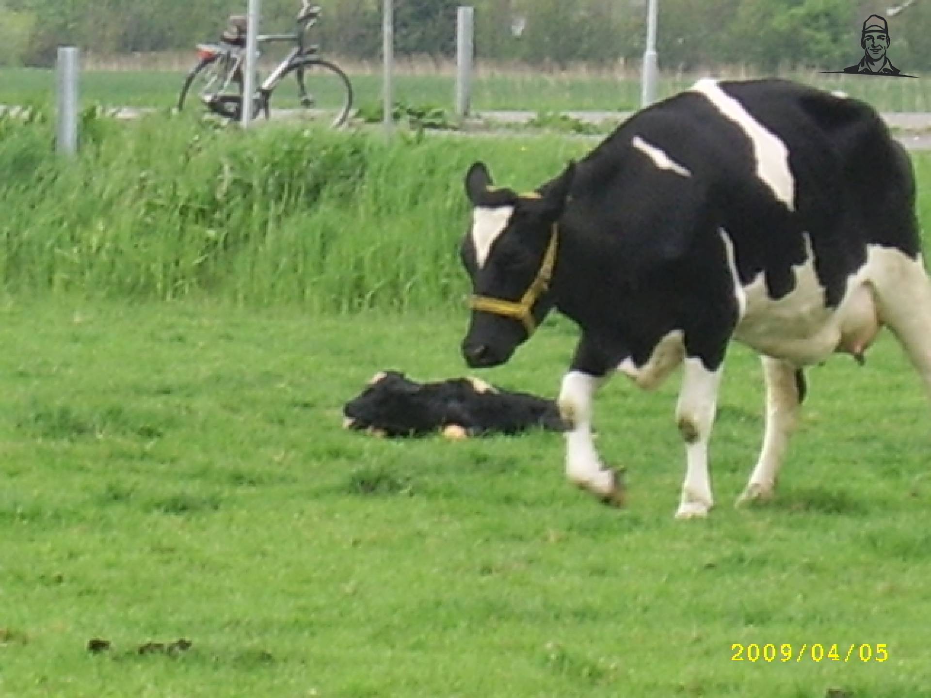 kalven van saartje_koe