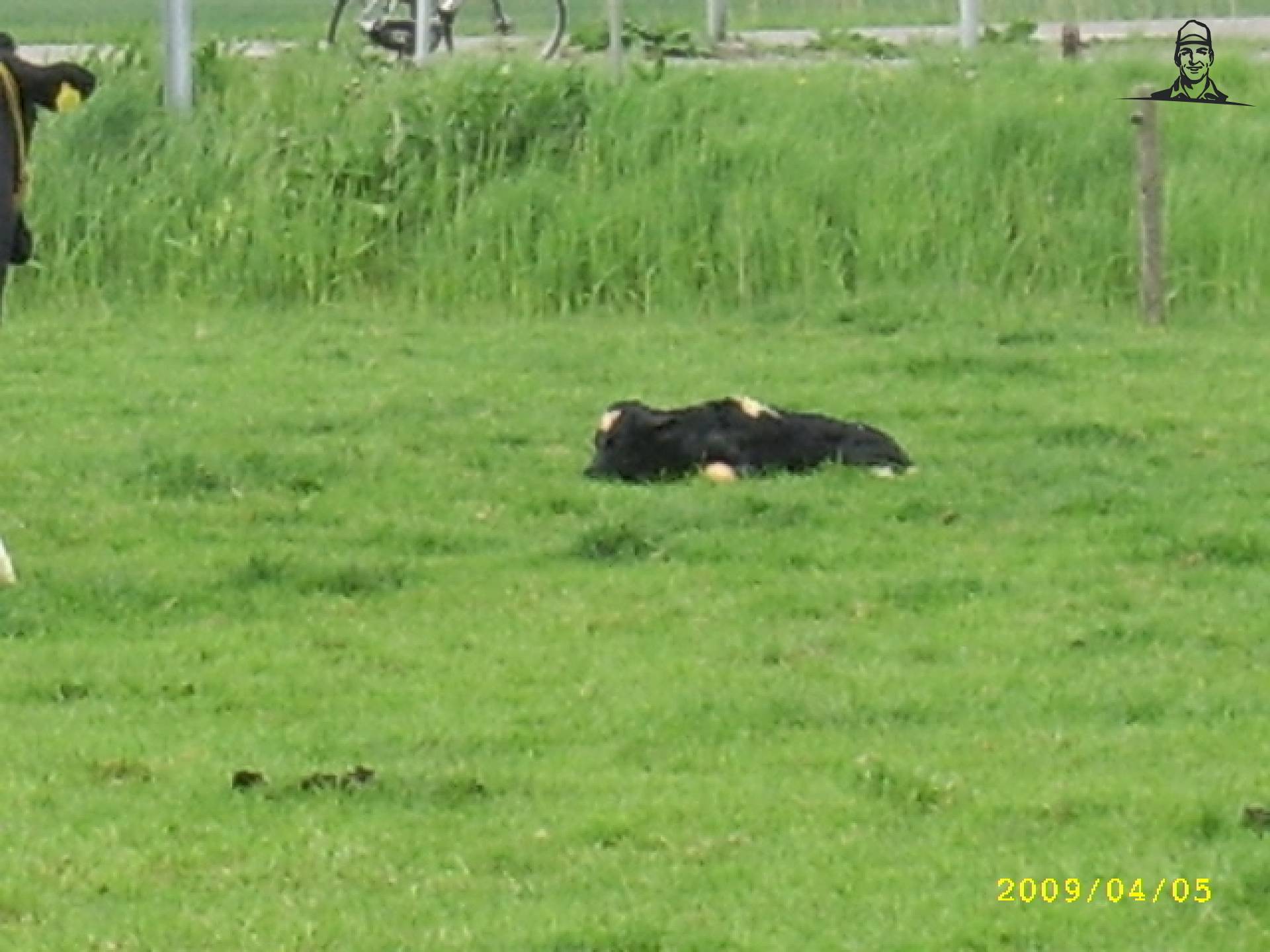 gekalfd van saartje_koe