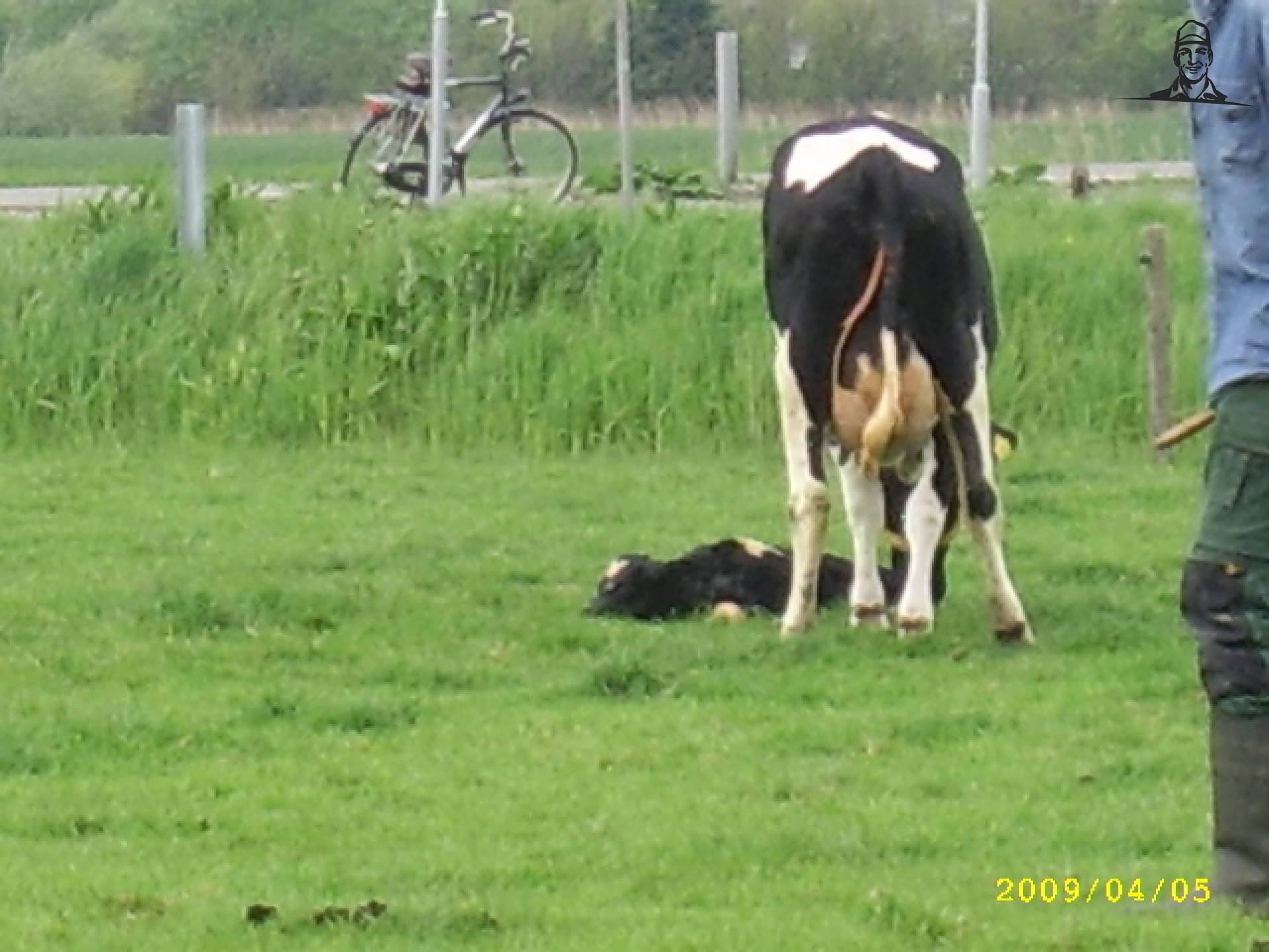 gekalfd van saartje_koe