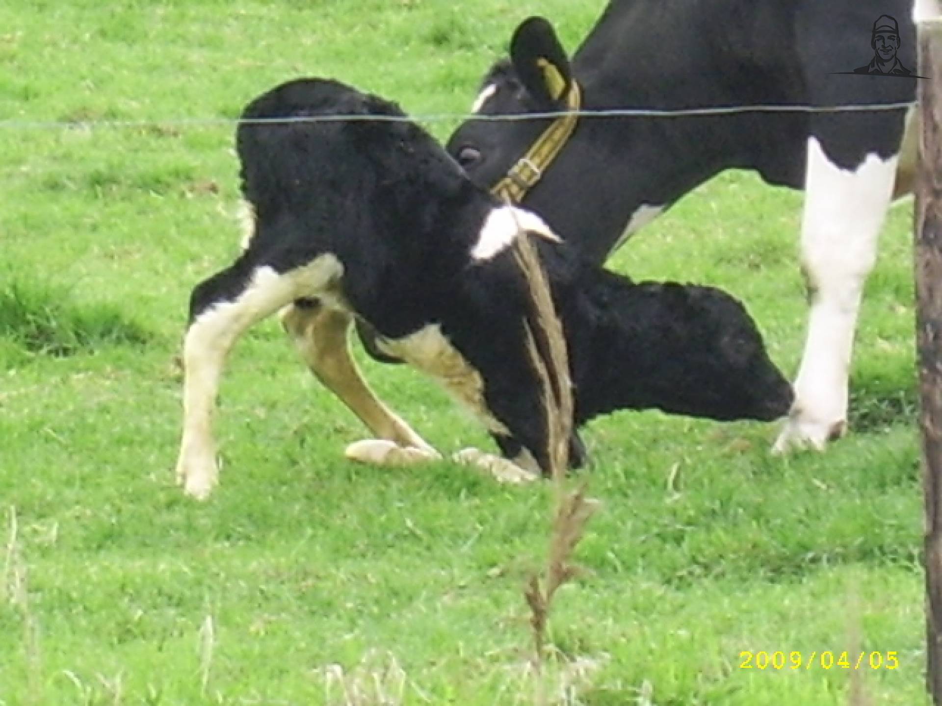 gekalfd van saartje_koe