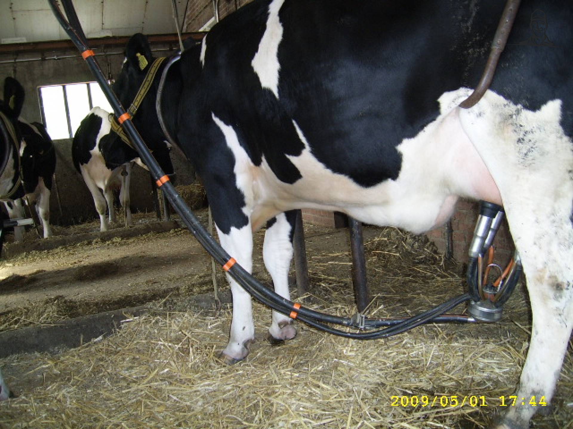 melken van saartje_koe