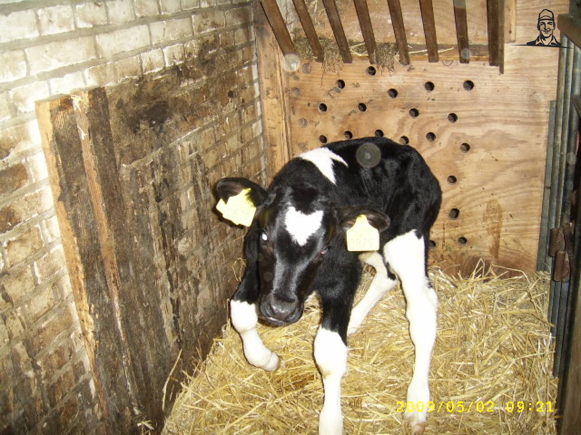 stier kalf met echte stier gedrag :P van saartje_koe
