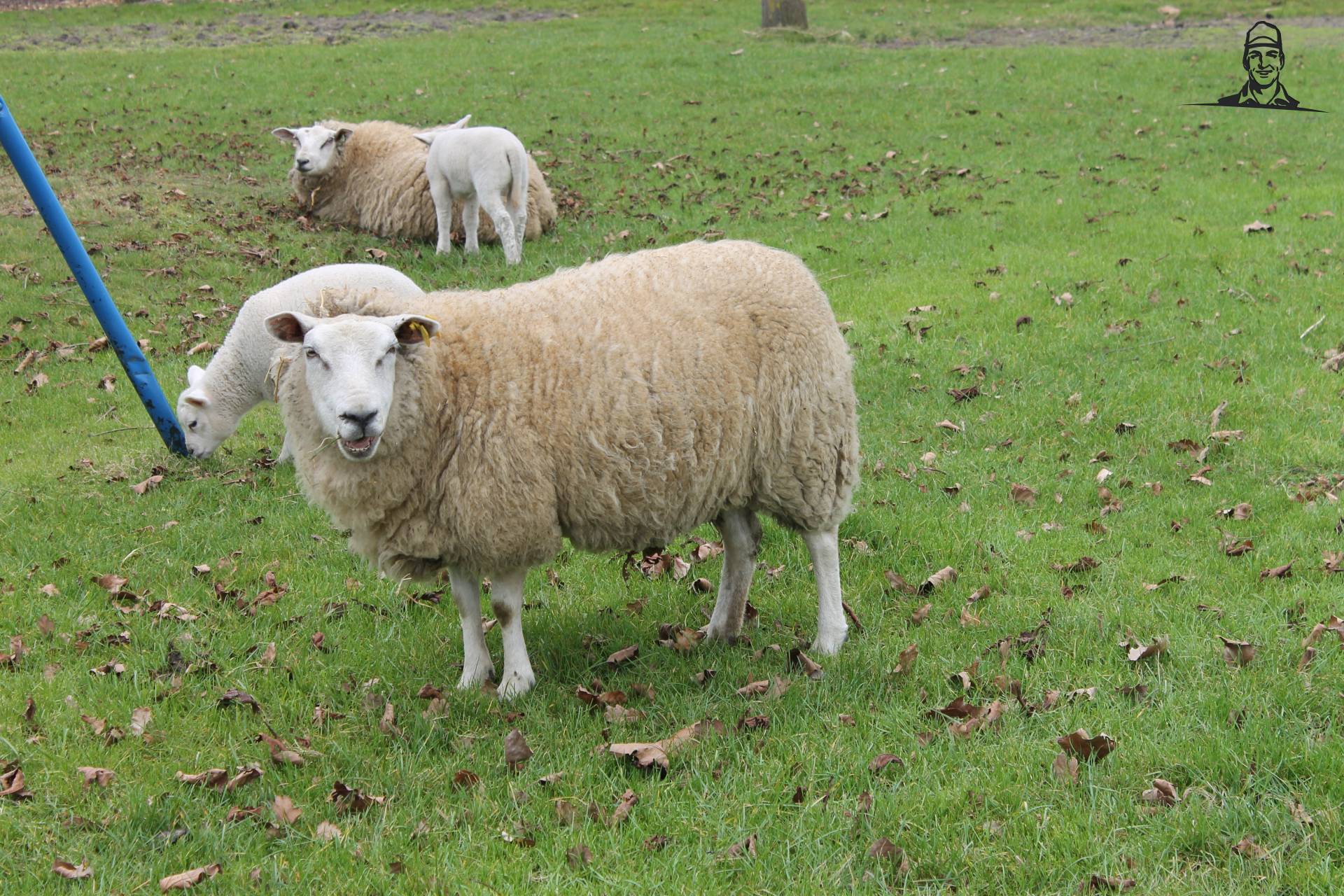 schapen en lammetjes van NHtvt135