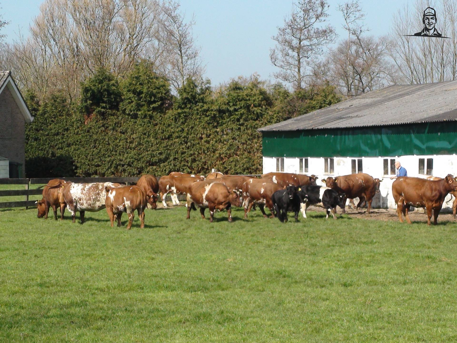 De dikbillen van Jan Scholten lopen weer buiten van Grasbaal