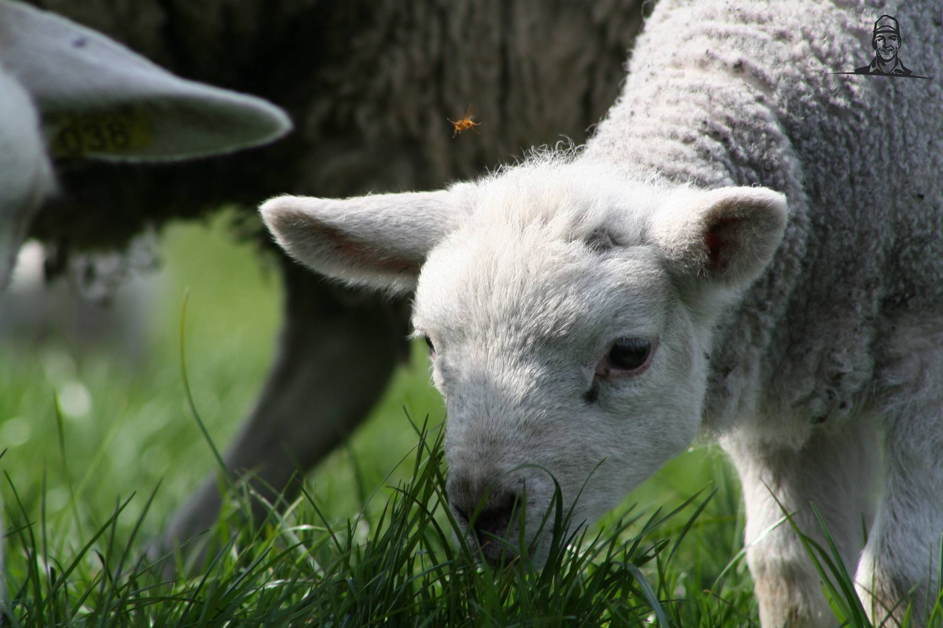 ons lammetje van een paar jaar geleden van Hakselaar