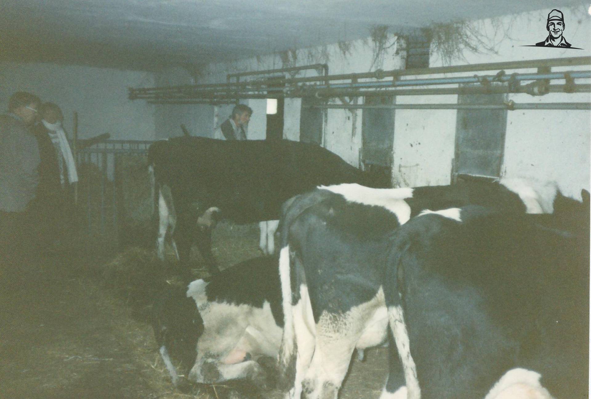 Poolse koeien van RetRet