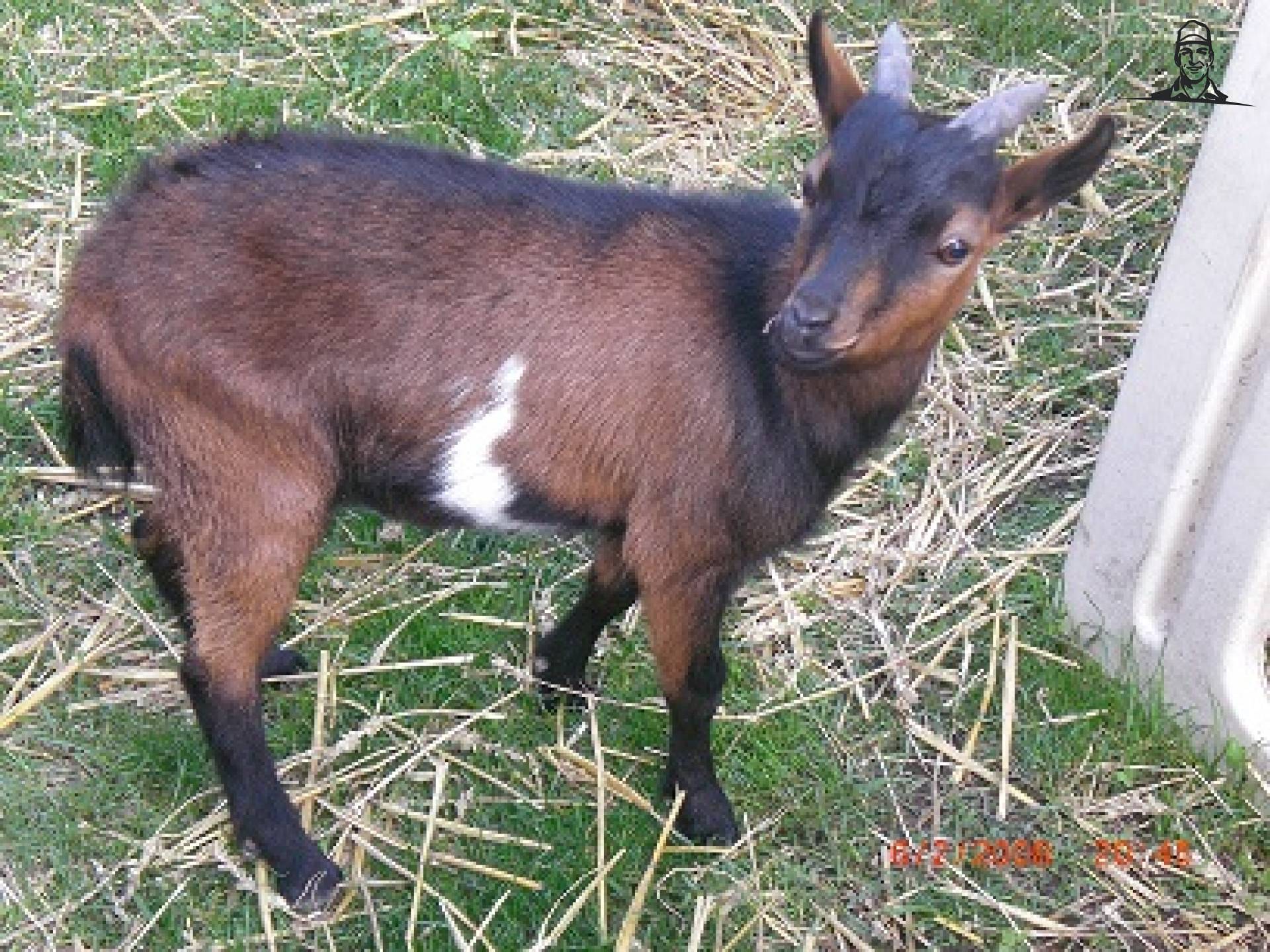 jonge bok van T202Valtra