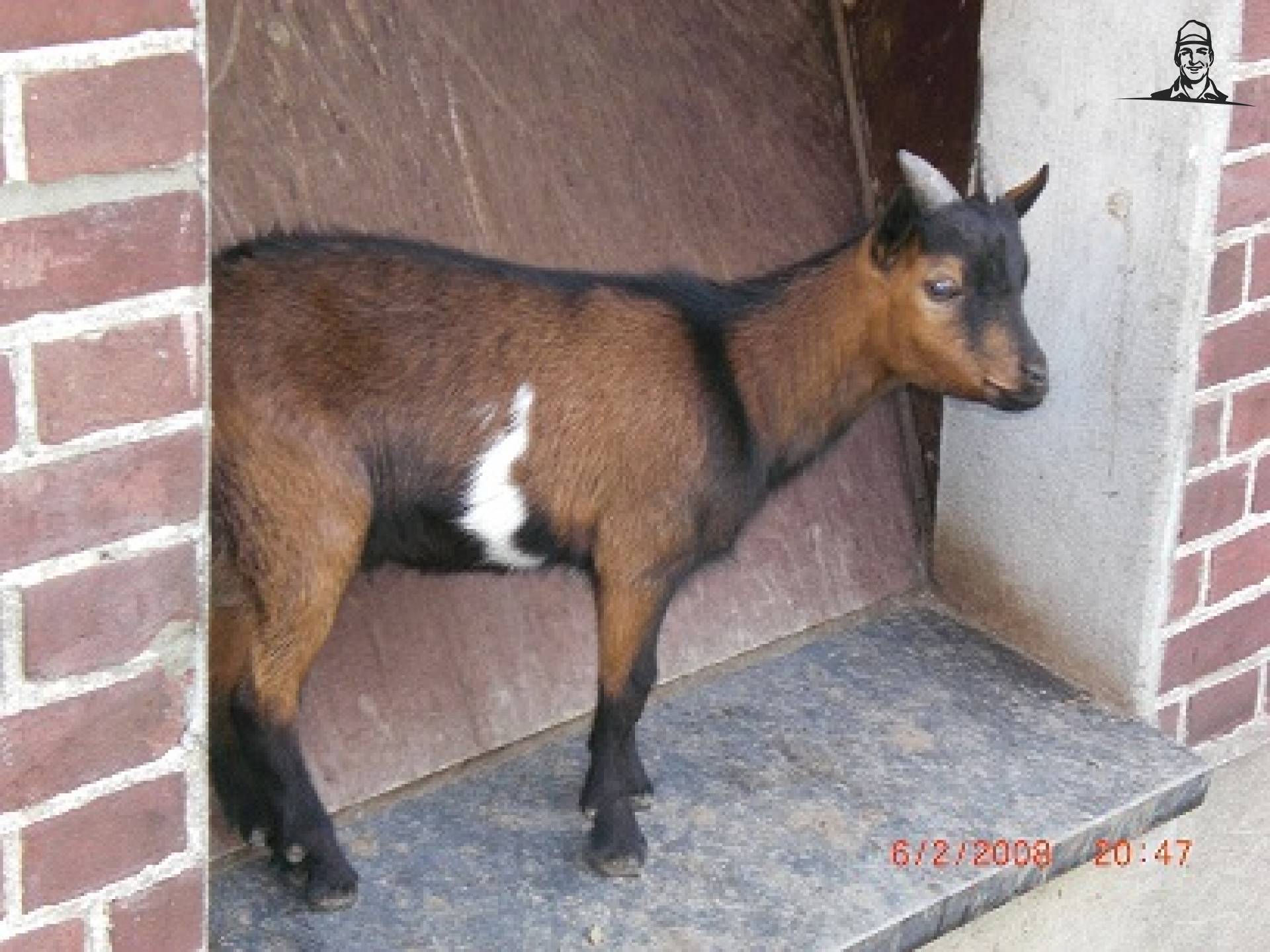 jonge bok van T202Valtra