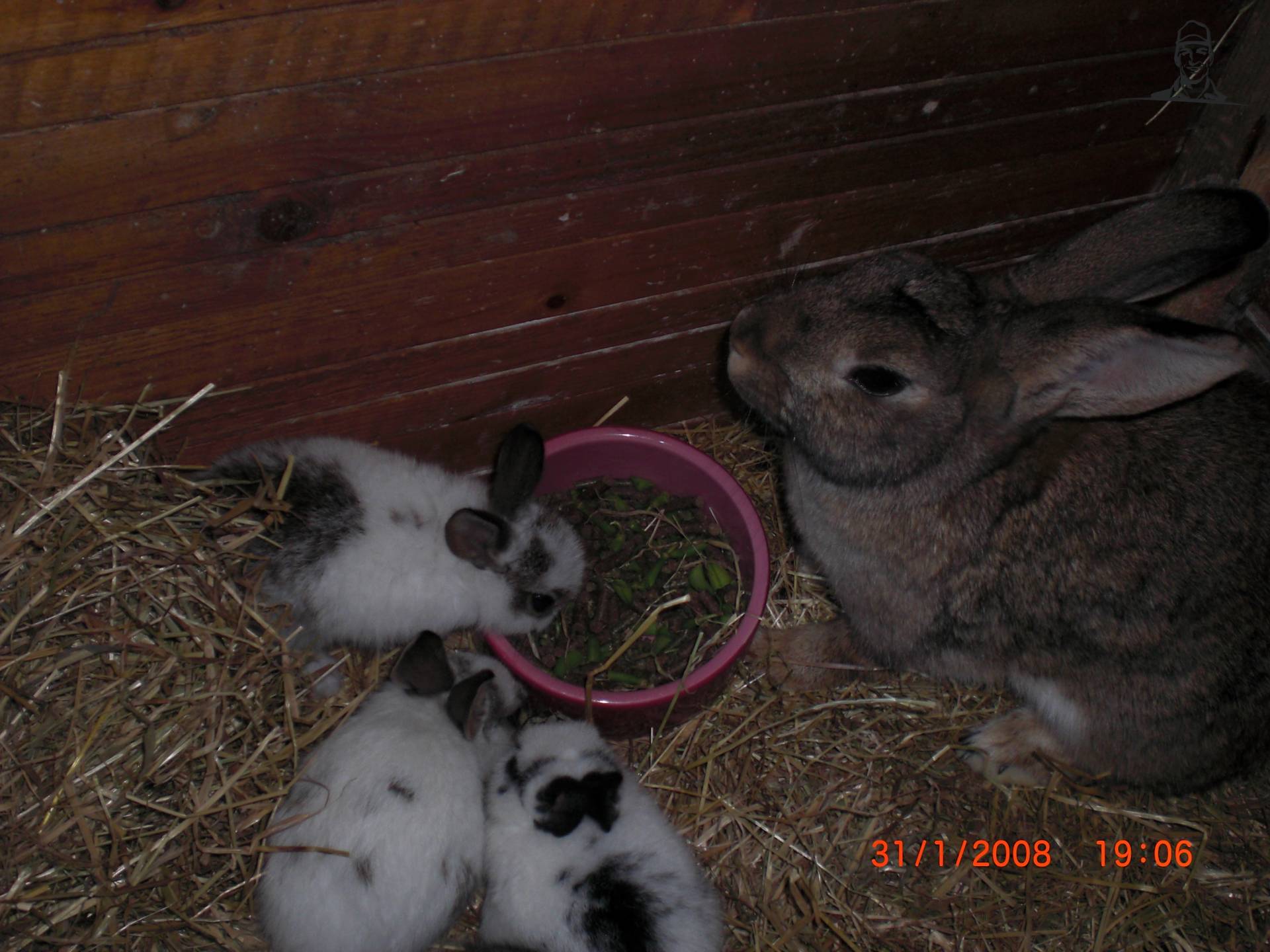 jonge konijnen van T202Valtra