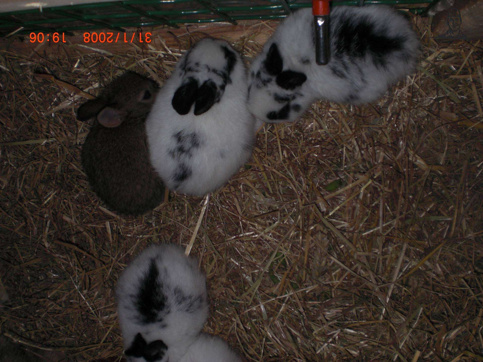 jonge konijnen van T202Valtra